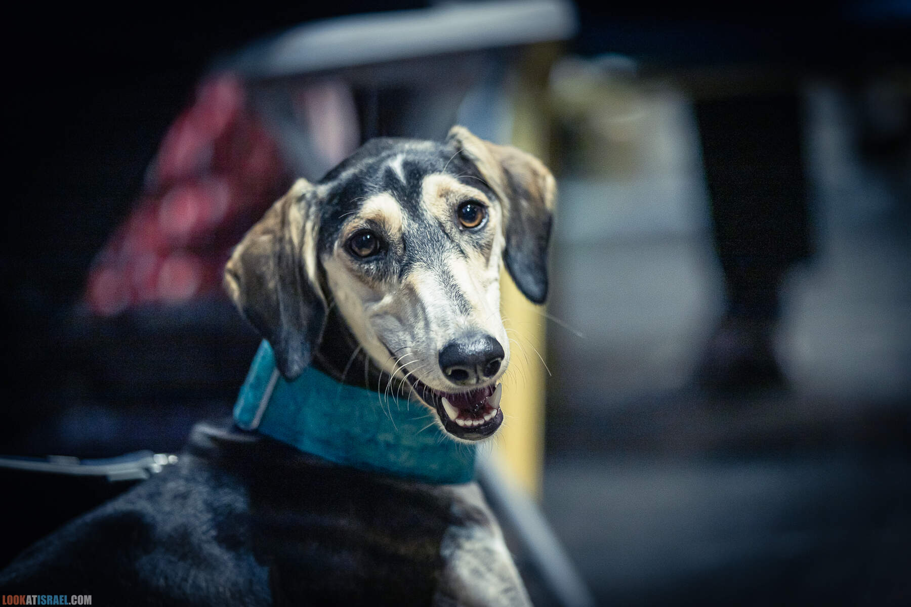 Международная выставка собак в Хайфе, Израиль - 5/11/2022 - International dog show in Haifa, Israel