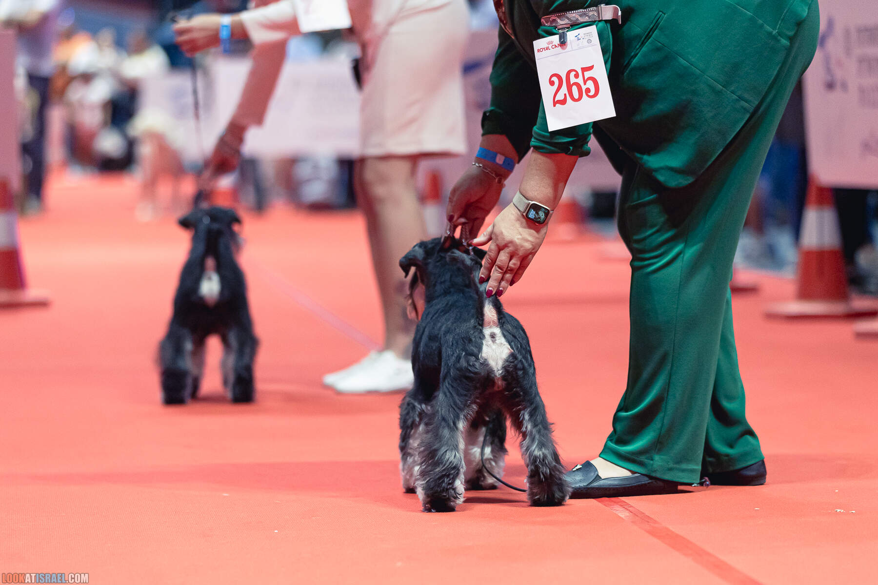 Международная выставка собак в Хайфе, Израиль - 5/11/2022 - International dog show in Haifa, Israel