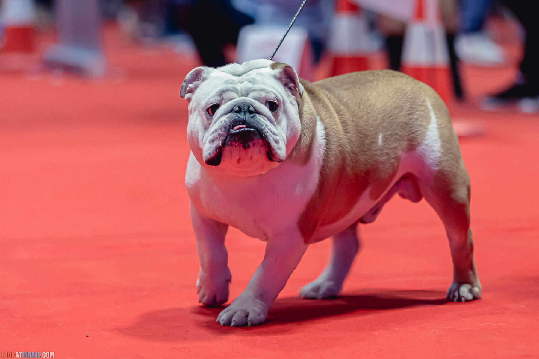 Международная выставка собак в Хайфе, Израиль - 5/11/2022 - International dog show in Haifa, Israel