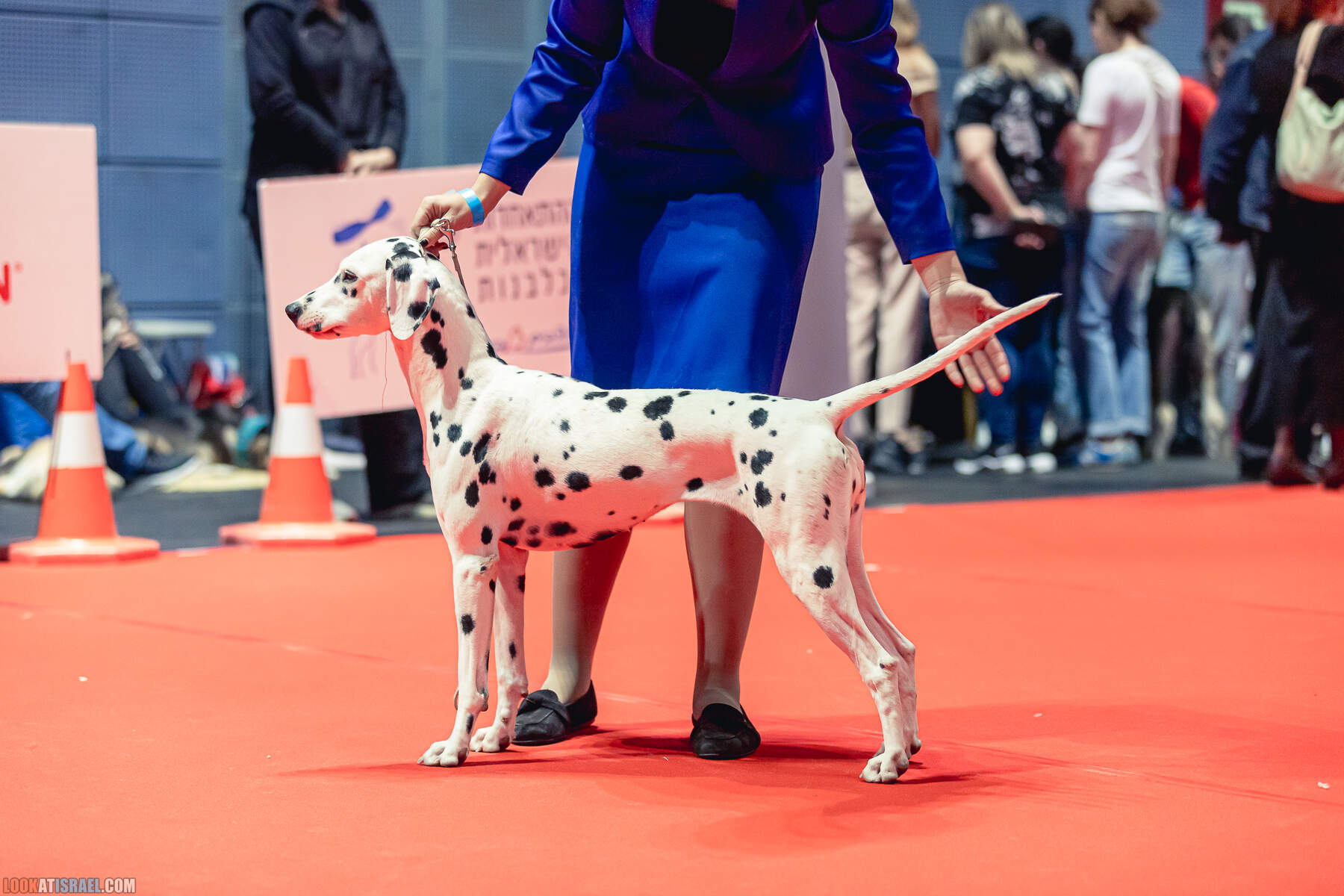 Международная выставка собак в Хайфе, Израиль - 5/11/2022 - International dog show in Haifa, Israel