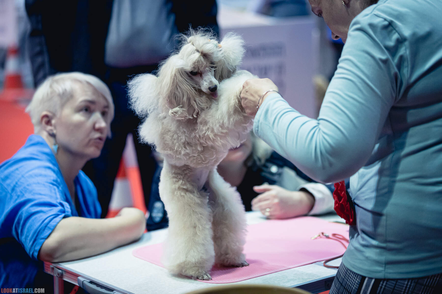 Международная выставка собак в Хайфе, Израиль - 5/11/2022 - International dog show in Haifa, Israel