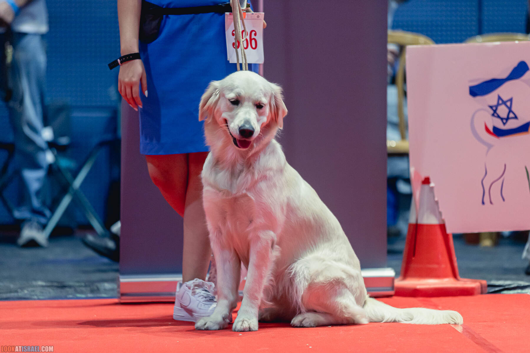 Международная выставка собак в Хайфе, Израиль - 5/11/2022 - International dog show in Haifa, Israel