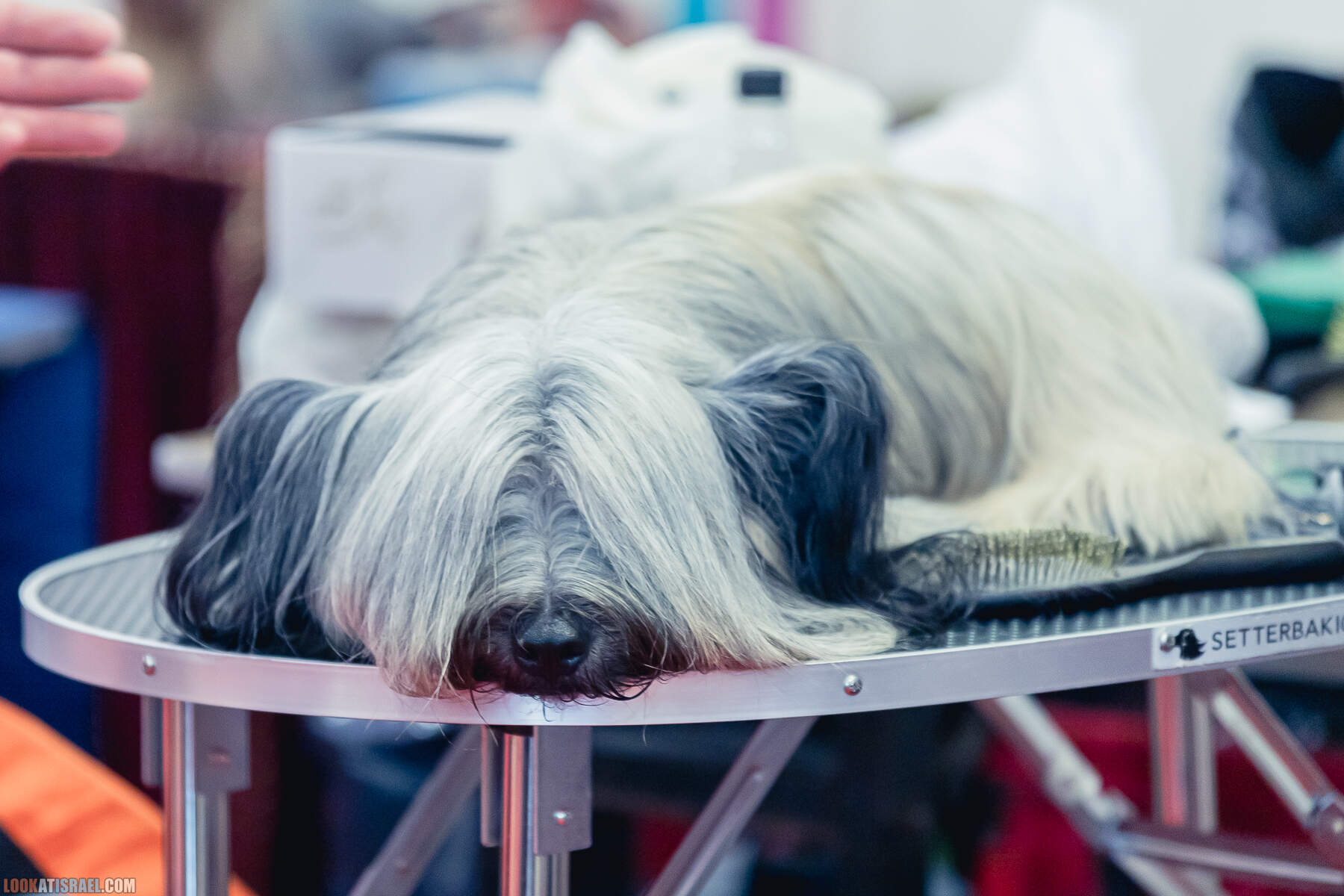 Международная выставка собак в Хайфе, Израиль - 5/11/2022 - International dog show in Haifa, Israel