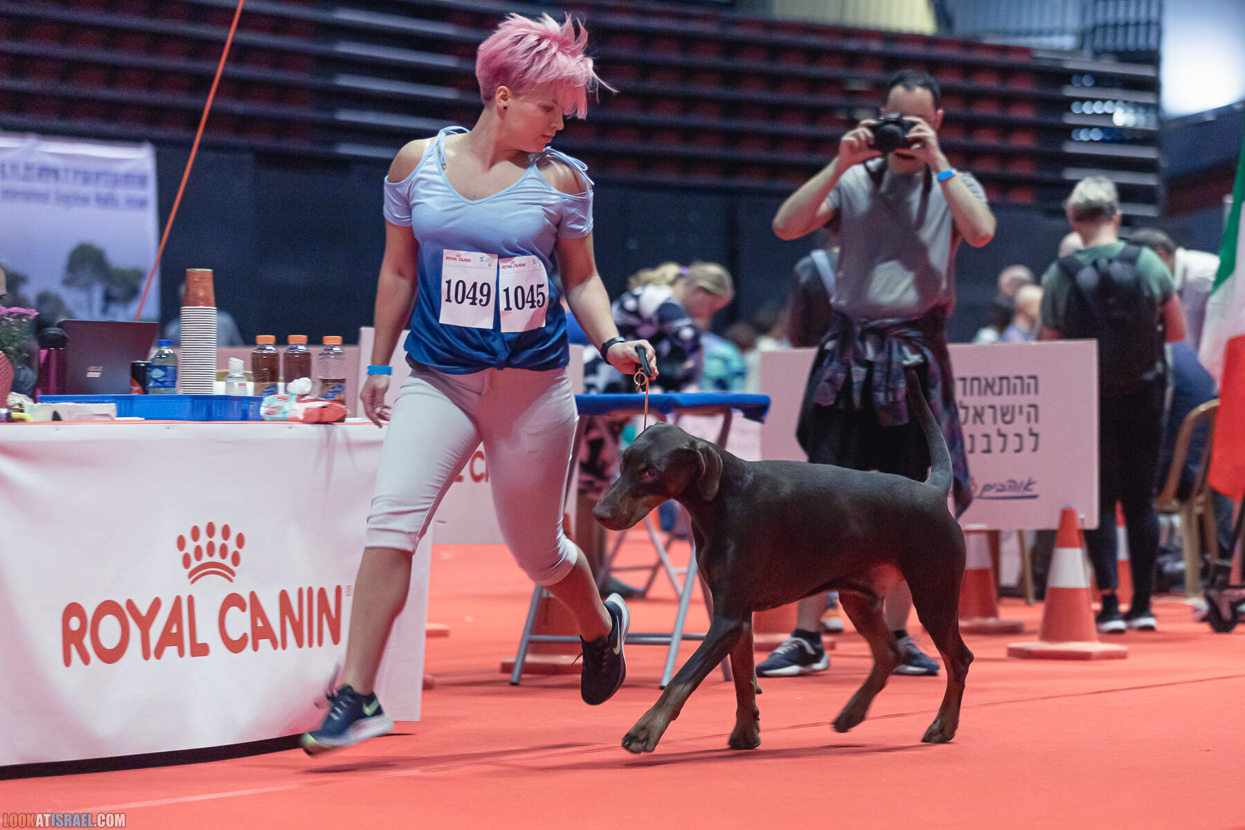 Международная выставка собак в Хайфе, Израиль - 5/11/2022 - International dog show in Haifa, Israel