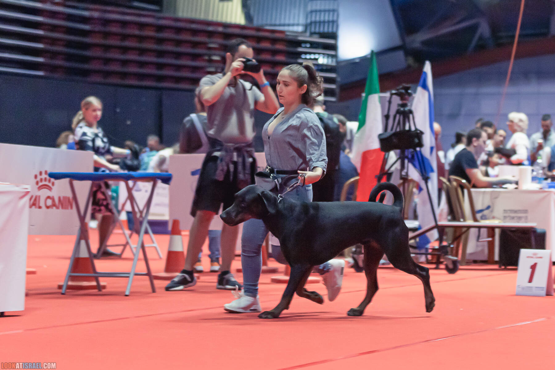 Международная выставка собак в Хайфе, Израиль - 5/11/2022 - International dog show in Haifa, Israel