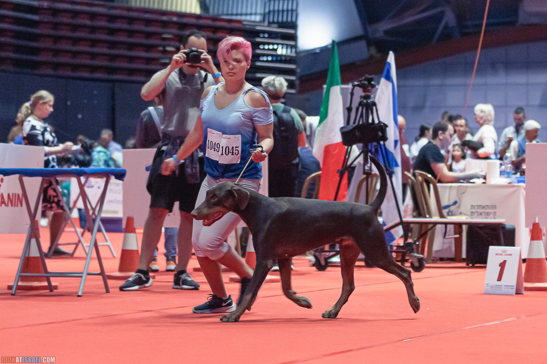 Международная выставка собак в Хайфе, Израиль - 5/11/2022 - International dog show in Haifa, Israel