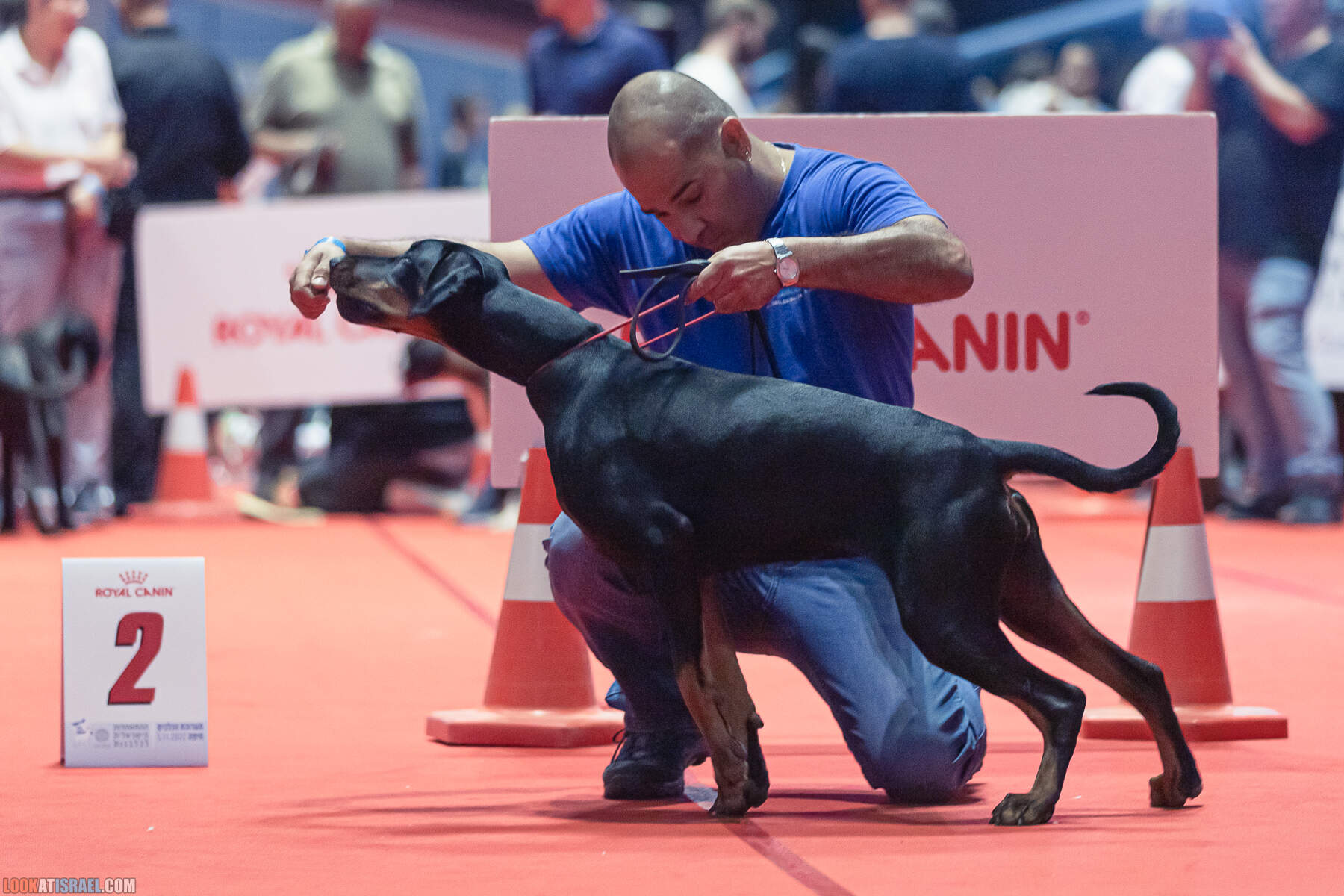 Международная выставка собак в Хайфе, Израиль - 5/11/2022 - International dog show in Haifa, Israel