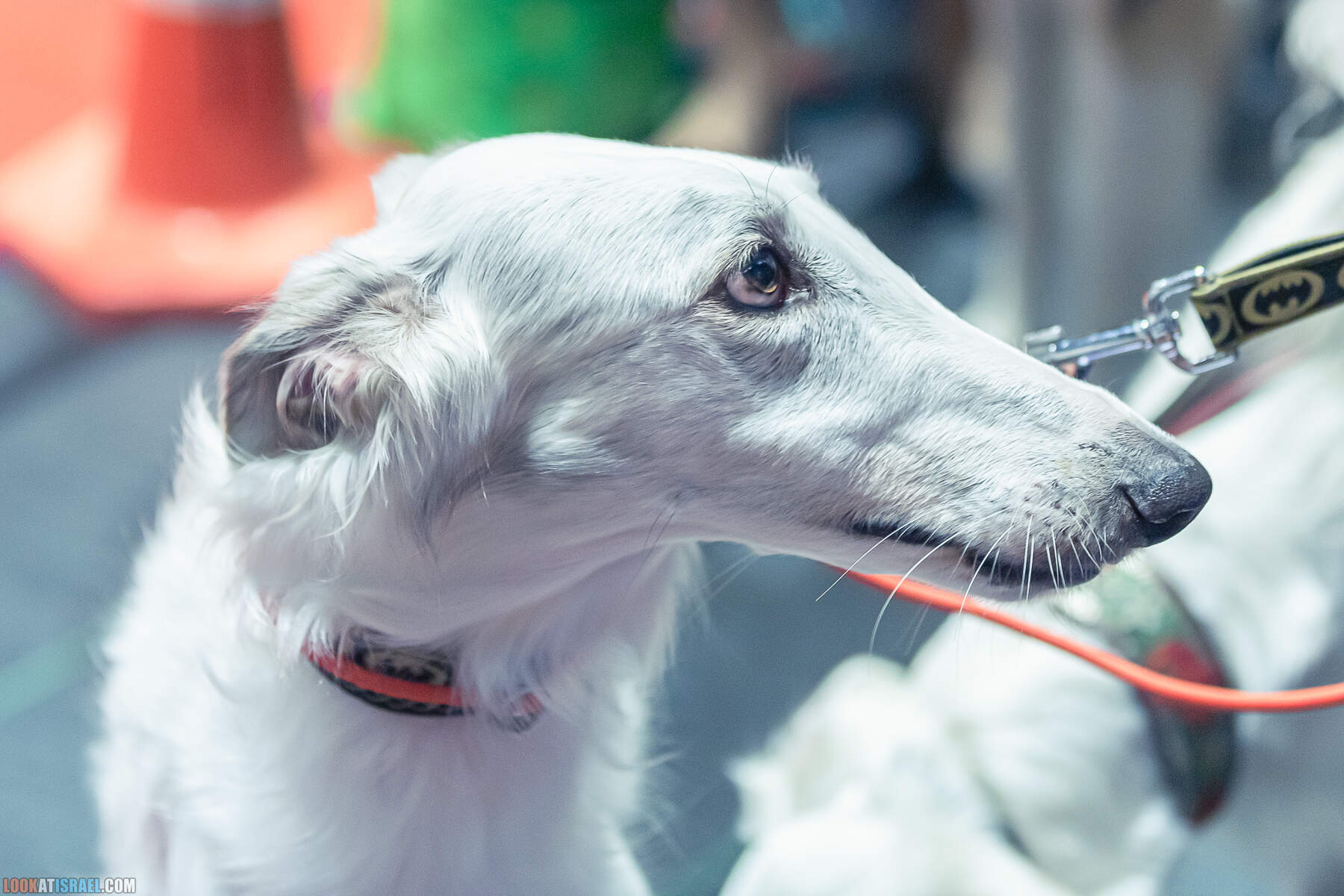 Международная выставка собак в Хайфе, Израиль - 5/11/2022 - International dog show in Haifa, Israel