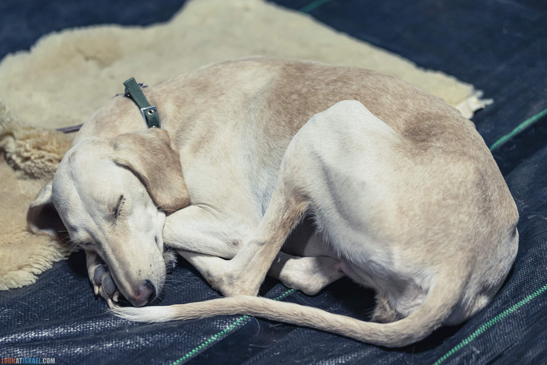 Международная выставка собак в Хайфе, Израиль - 5/11/2022 - International dog show in Haifa, Israel