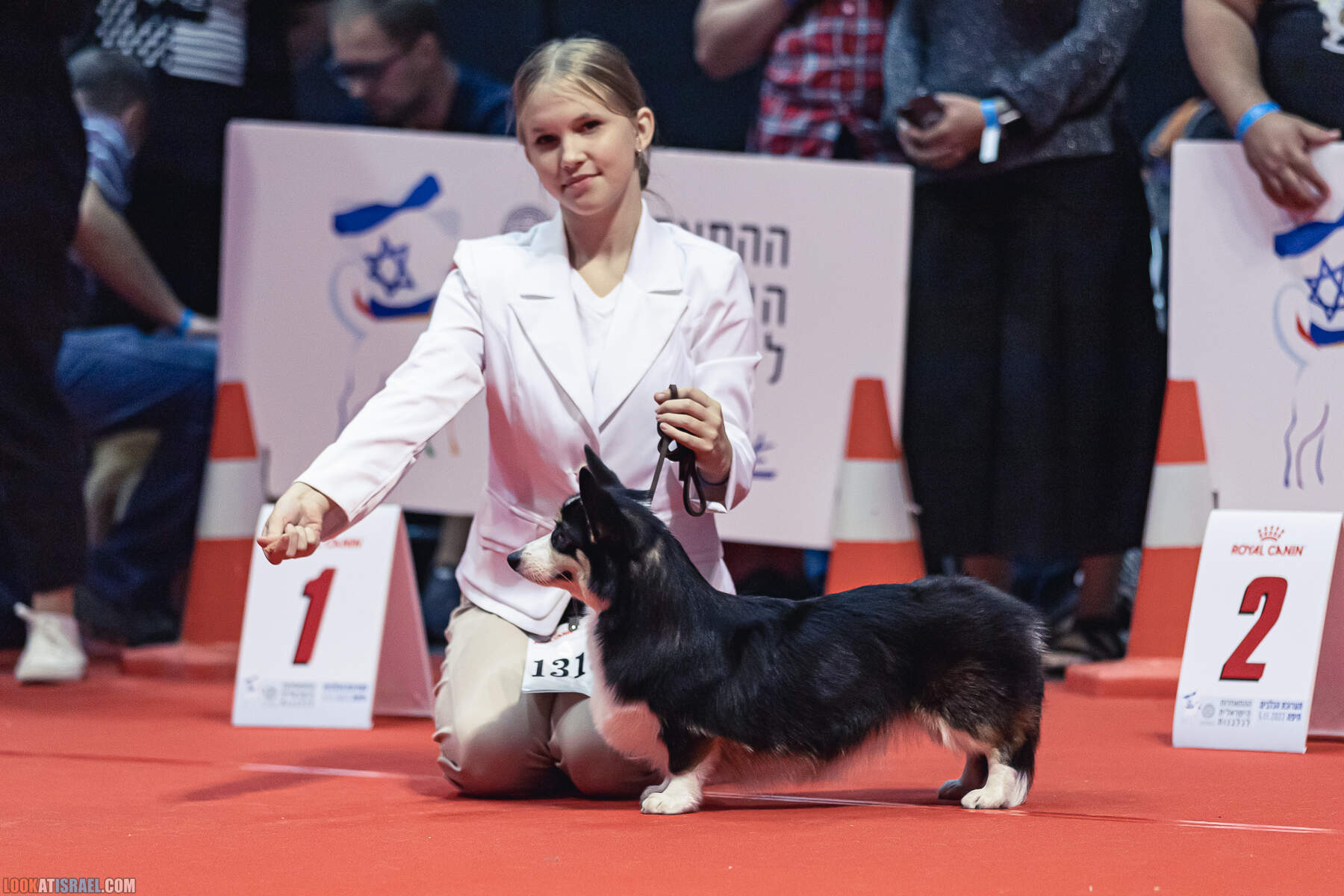 Международная выставка собак в Хайфе, Израиль - 5/11/2022 - International dog show in Haifa, Israel