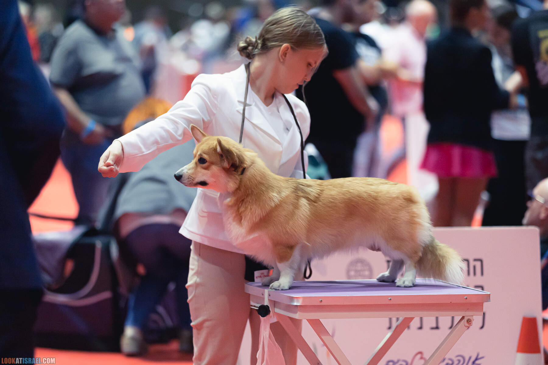 Международная выставка собак в Хайфе, Израиль - 5/11/2022 - International dog show in Haifa, Israel