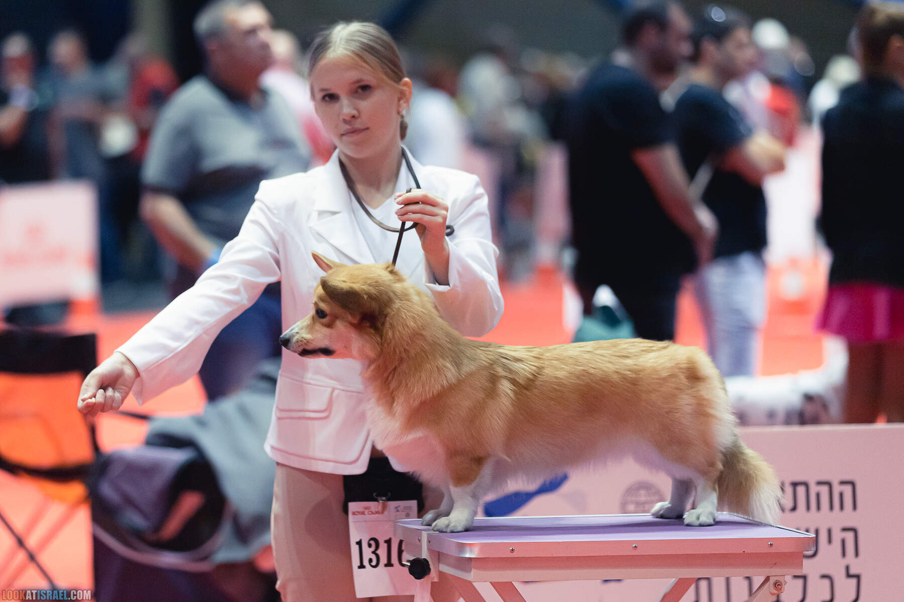 Международная выставка собак в Хайфе, Израиль - 5/11/2022 - International dog show in Haifa, Israel