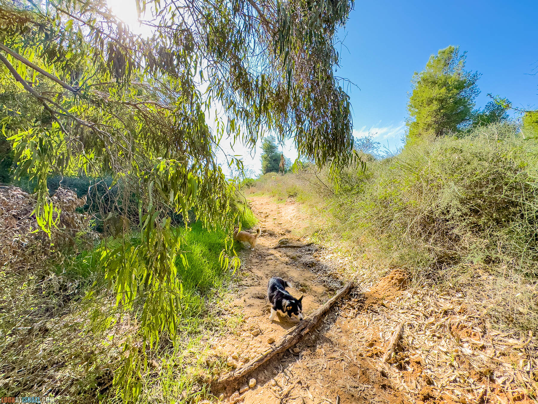 Прогулки с собакой в Израиле - холмы Нес Циона