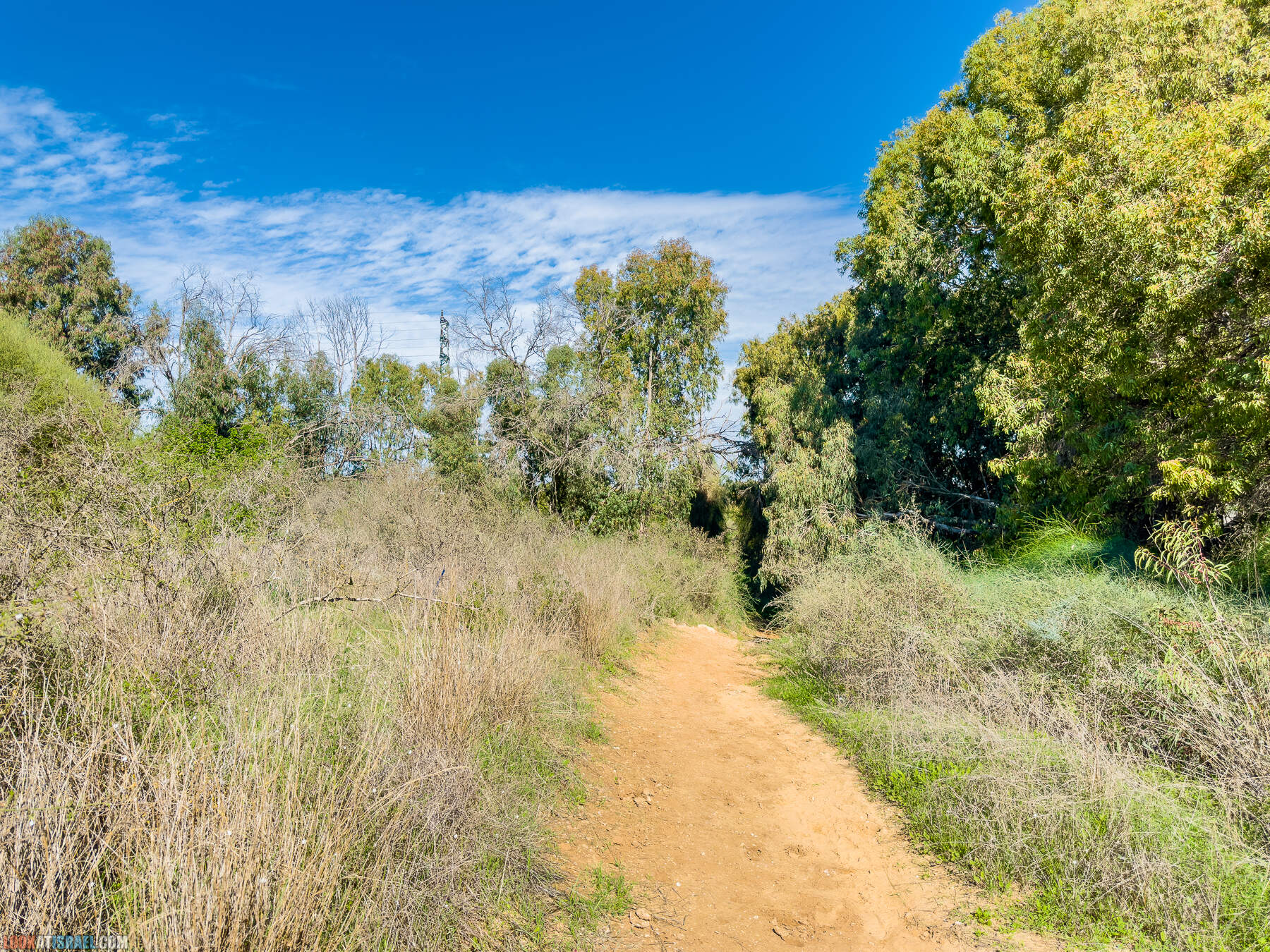 Прогулки с собакой в Израиле - холмы Нес Циона