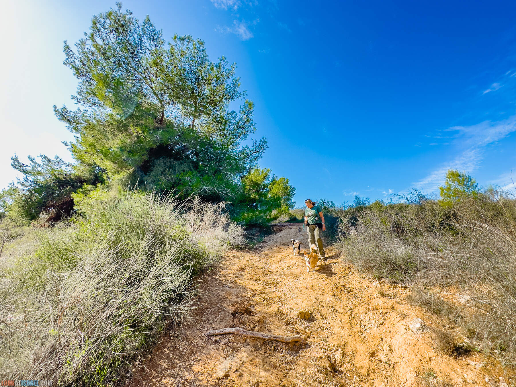 Прогулки с собакой в Израиле - холмы Нес Циона