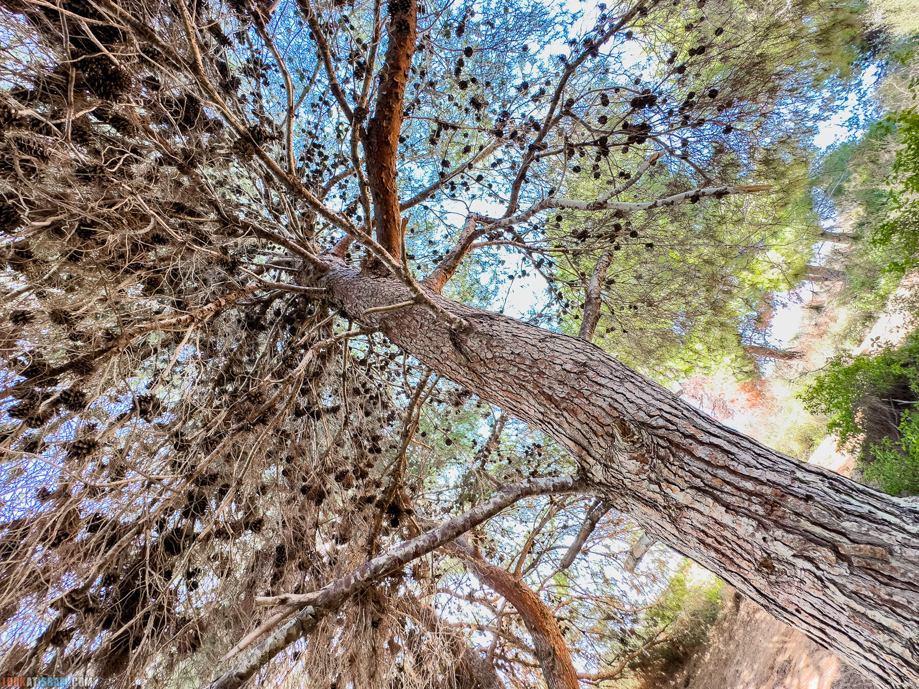 Прогулки с собакой в Израиле - холмы Нес Циона
