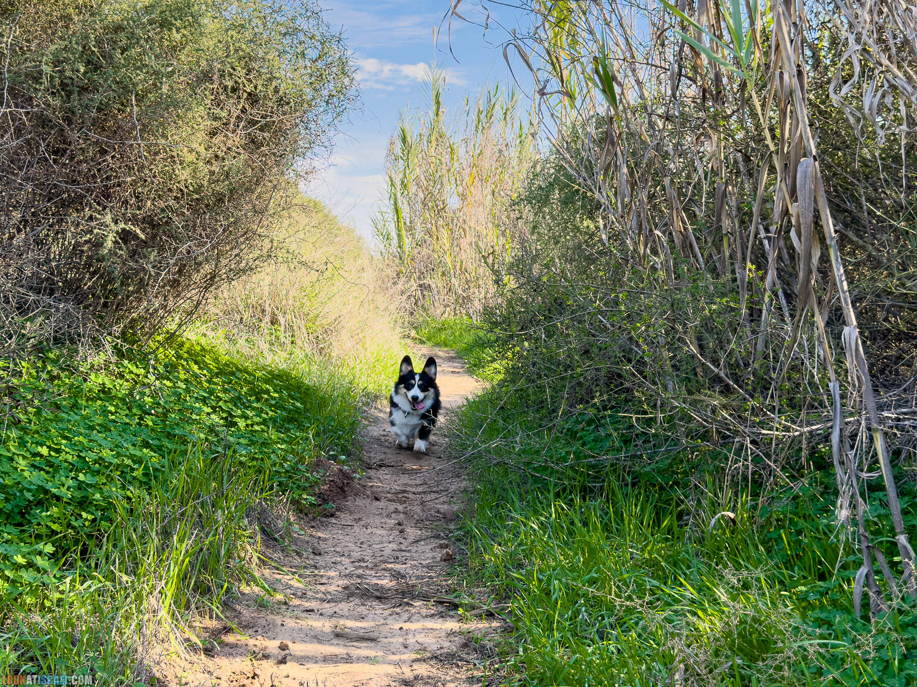 Прогулки с собакой в Израиле - холмы Нес Циона