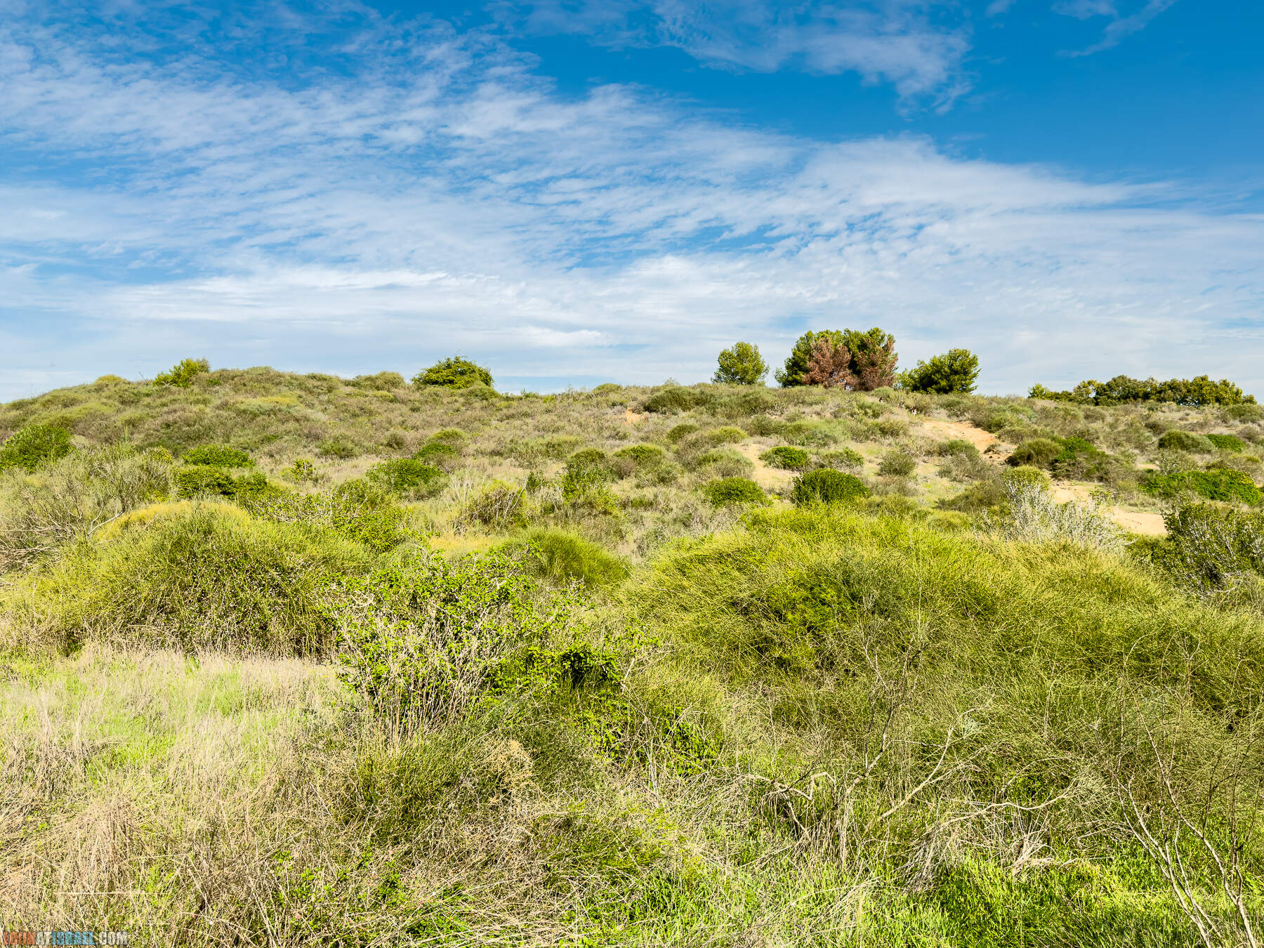 Прогулки с собакой в Израиле - холмы Нес Циона