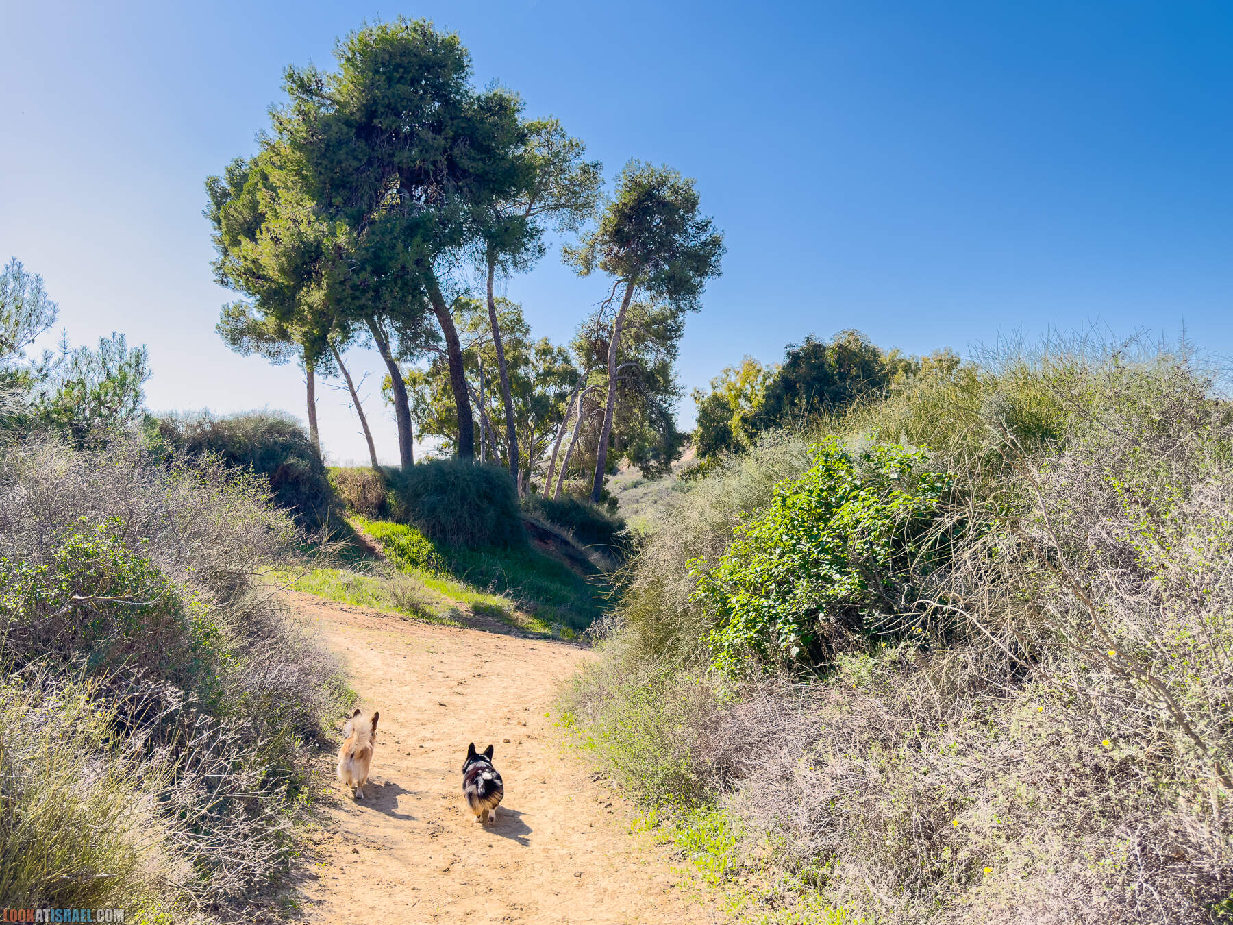 Прогулки с собакой в Израиле - холмы Нес Циона