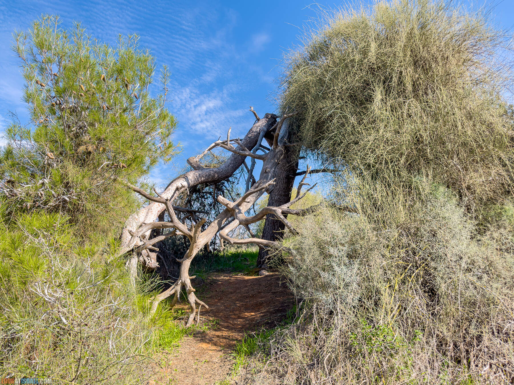 Прогулки с собакой в Израиле - холмы Нес Циона