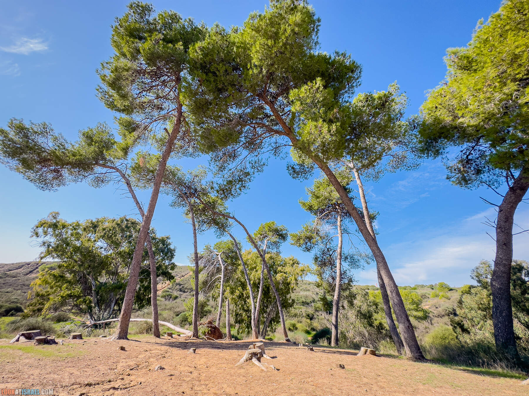 Прогулки с собакой в Израиле - холмы Нес Циона