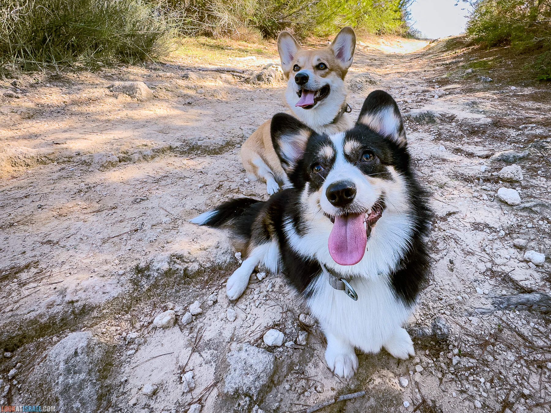 Прогулки с собакой в Израиле - холмы Нес Циона