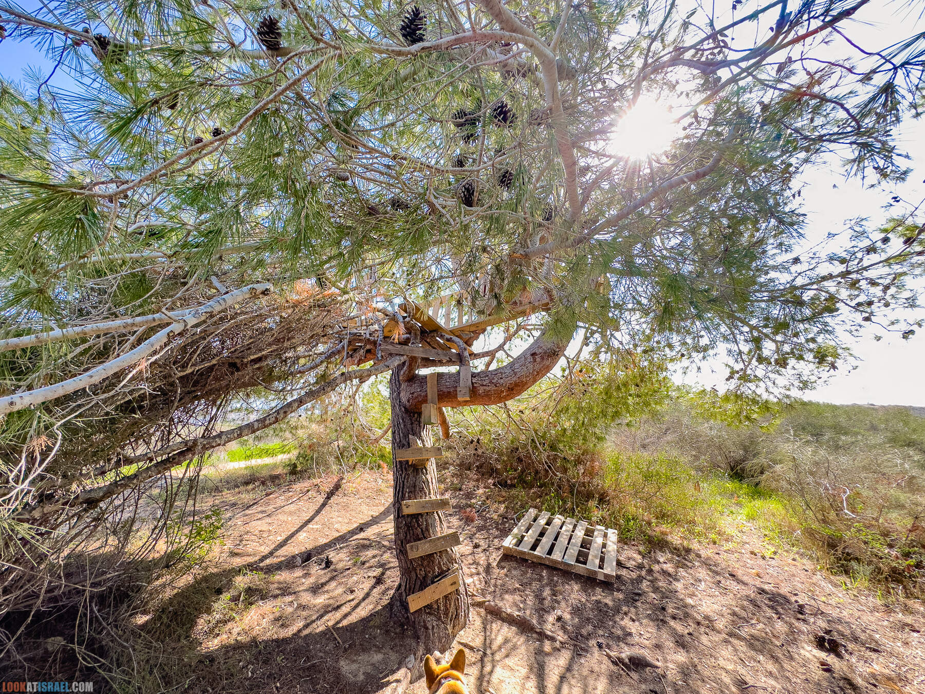 Прогулки с собакой в Израиле - холмы Нес Циона