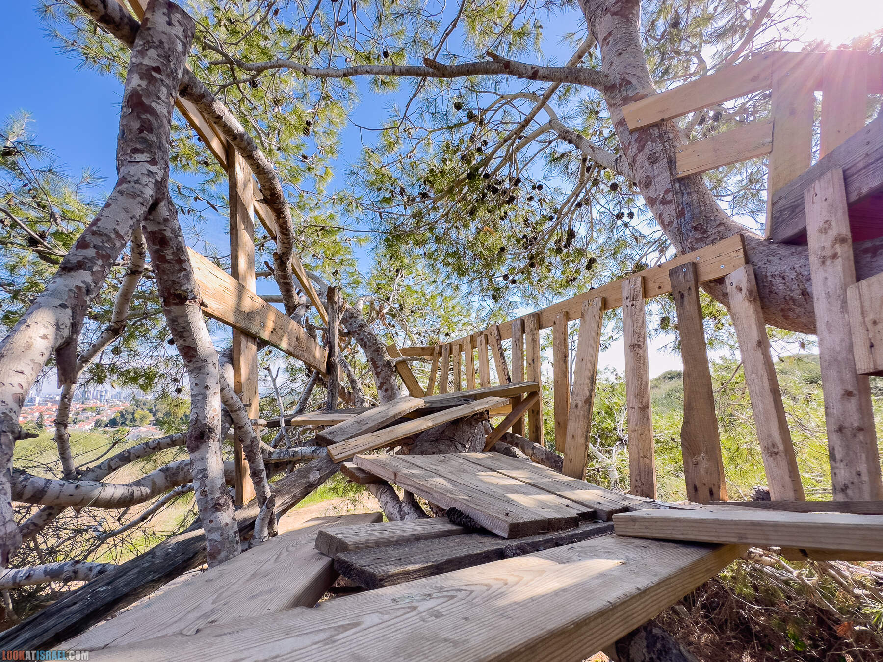 Прогулки с собакой в Израиле - холмы Нес Циона