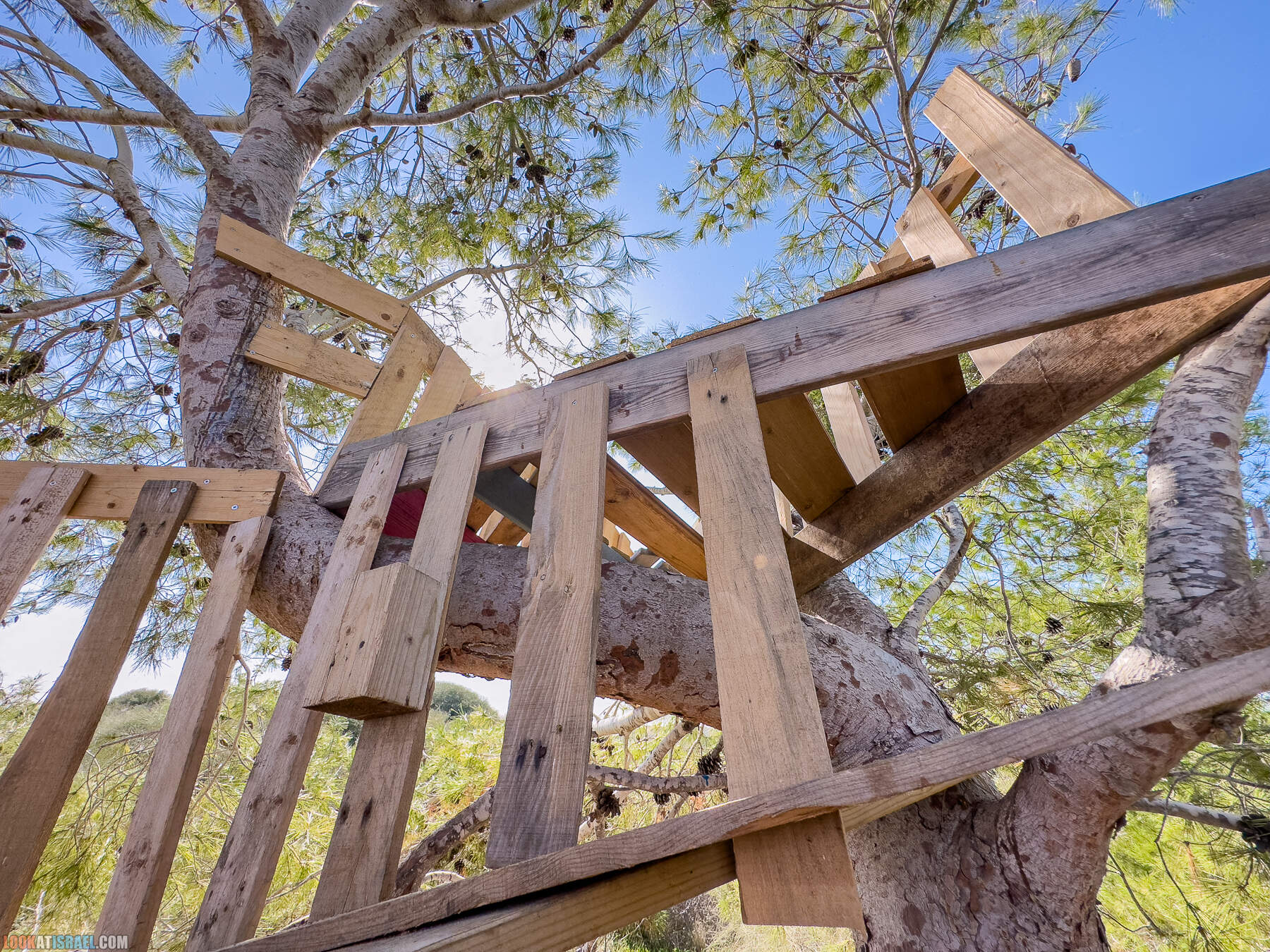 Прогулки с собакой в Израиле - холмы Нес Циона