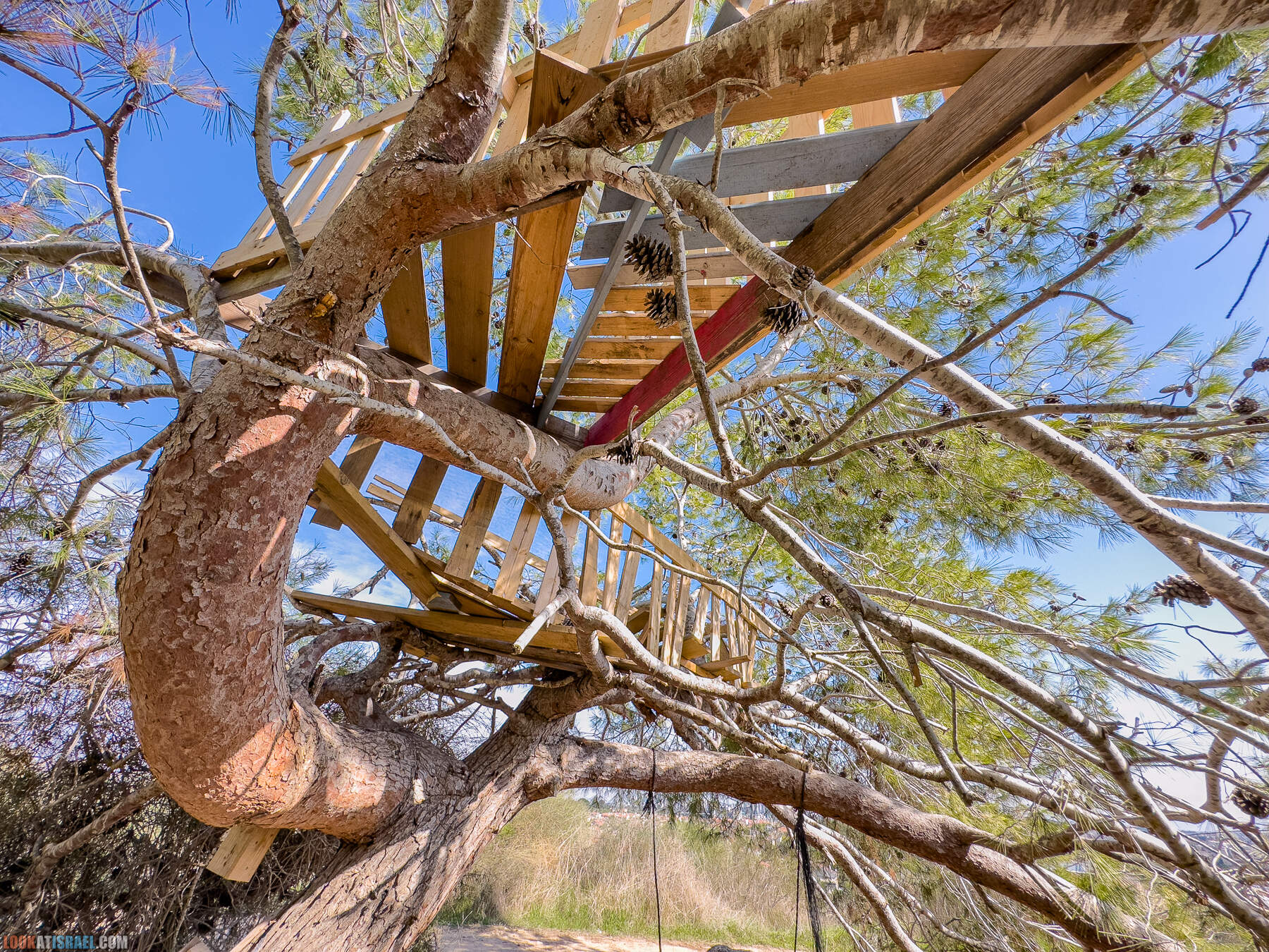 Прогулки с собакой в Израиле - холмы Нес Циона