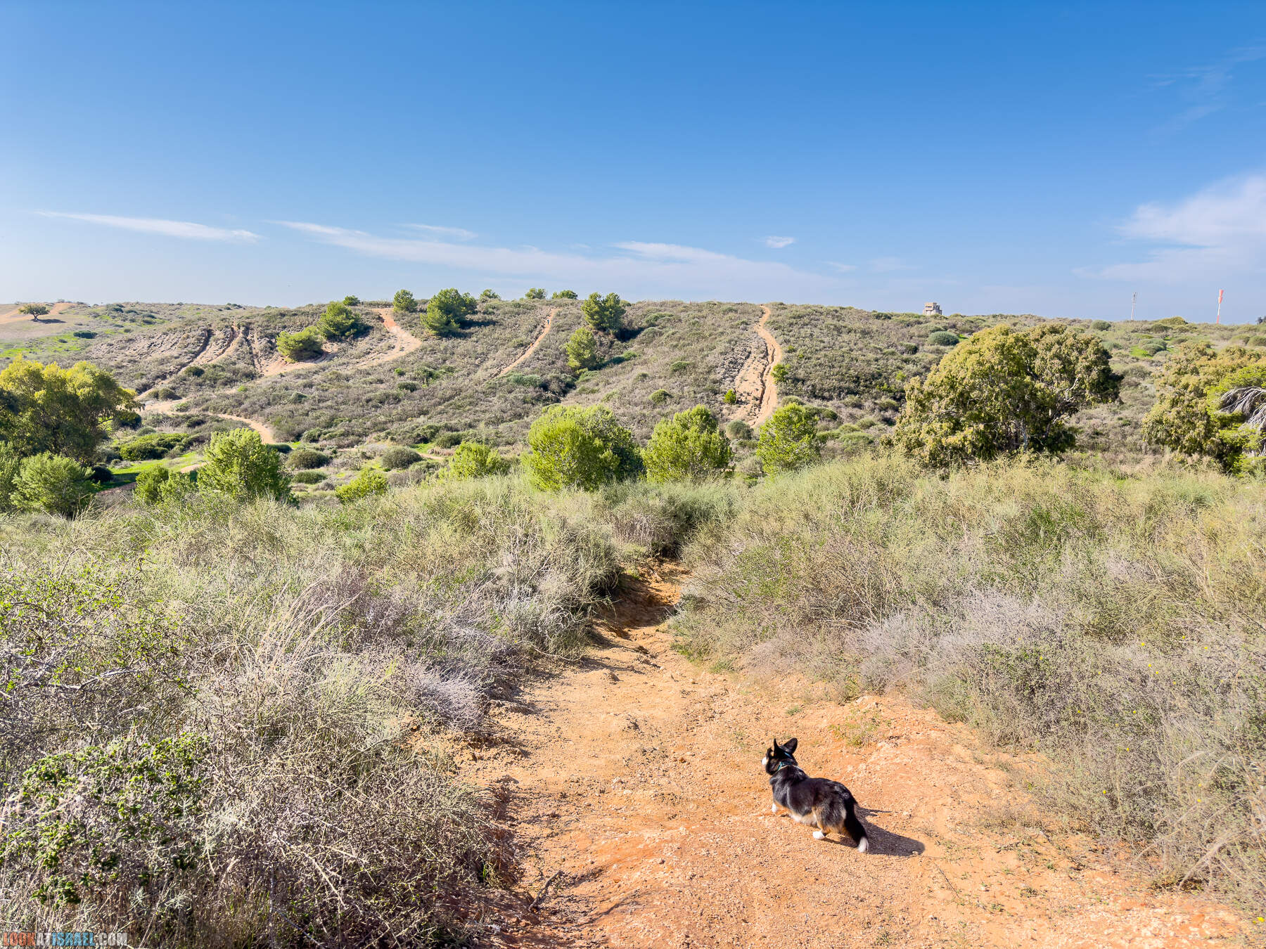 Прогулки с собакой в Израиле - холмы Нес Циона