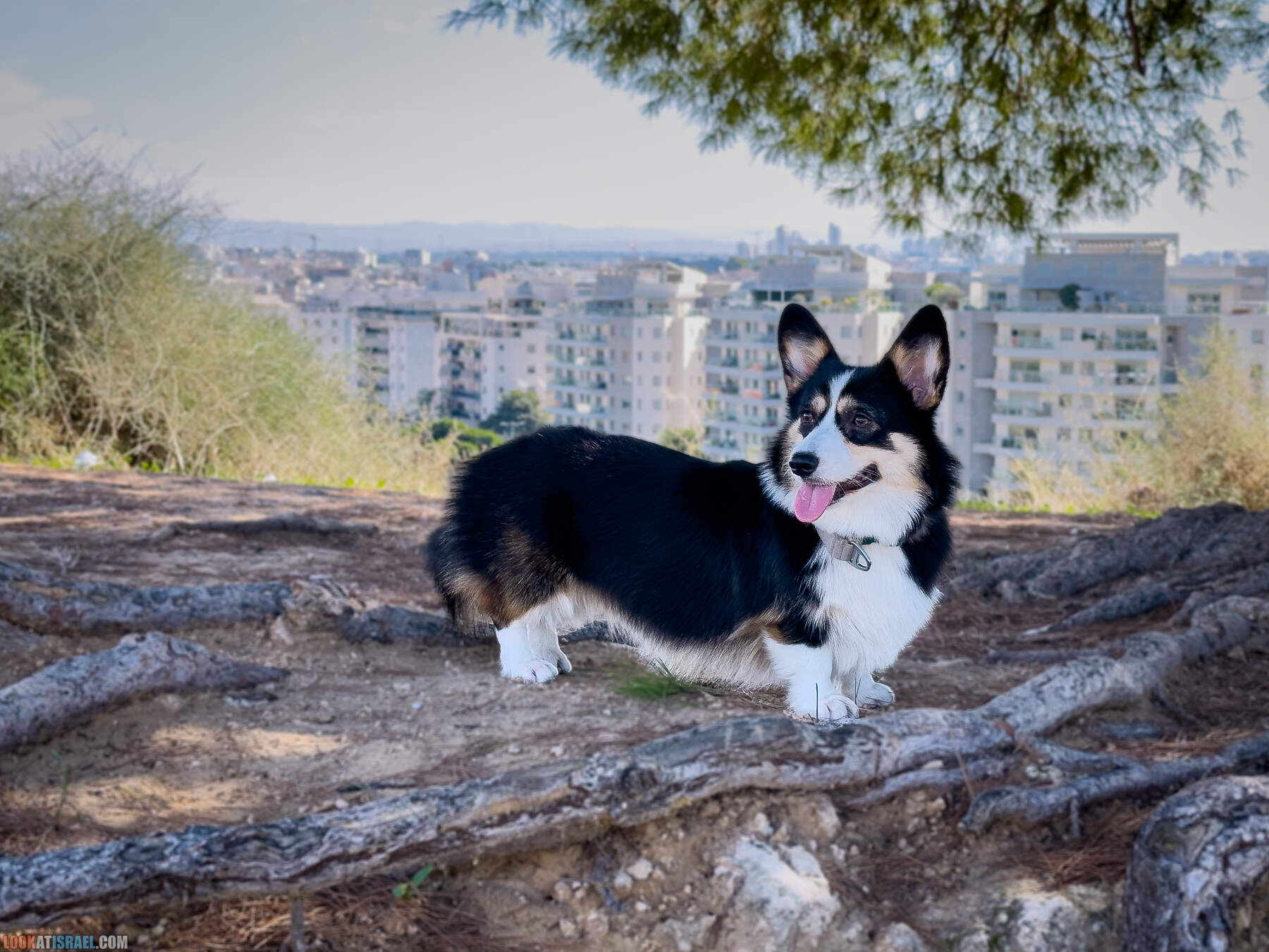 Прогулки с собакой в Израиле - холмы Нес Циона