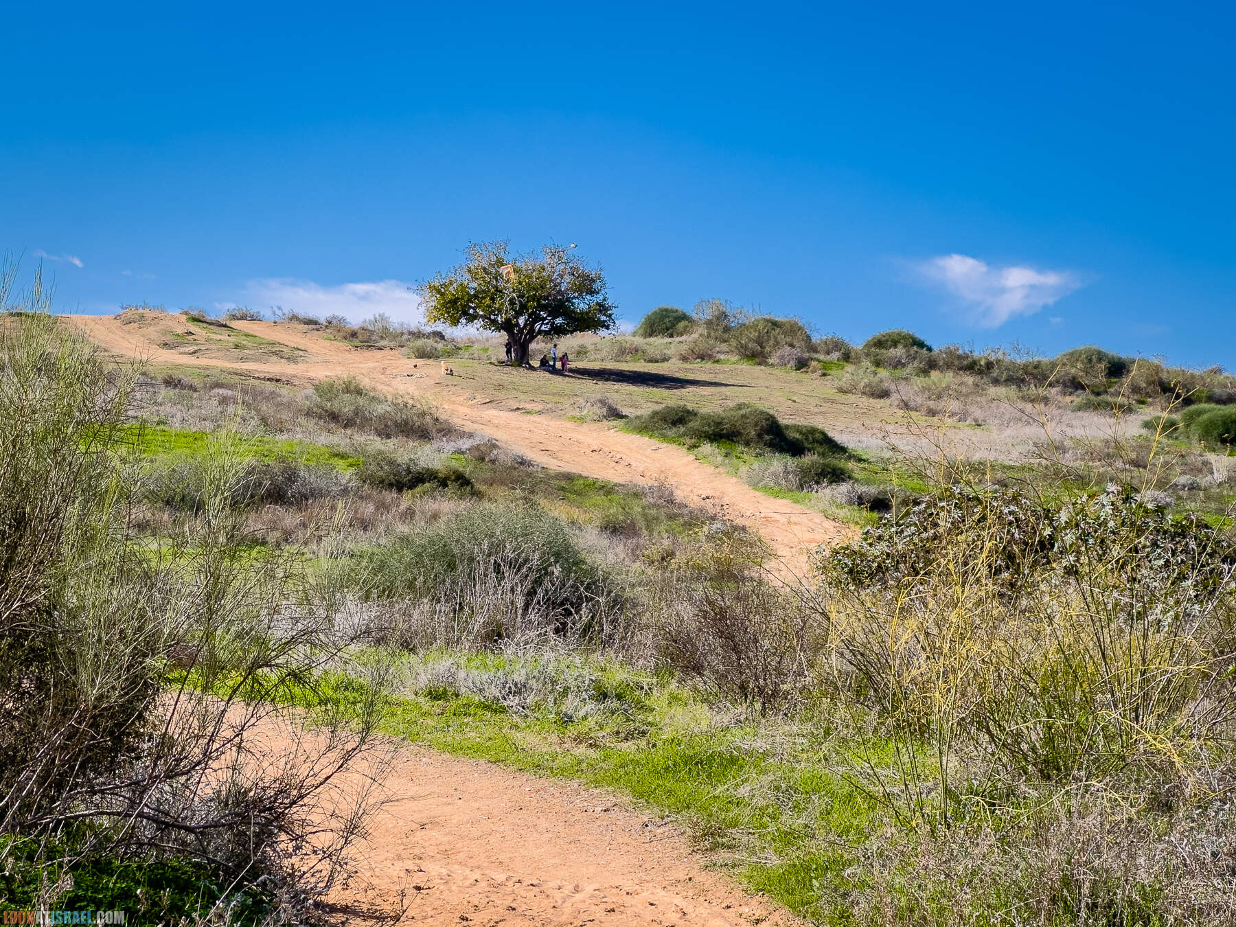 Прогулки с собакой в Израиле - холмы Нес Циона