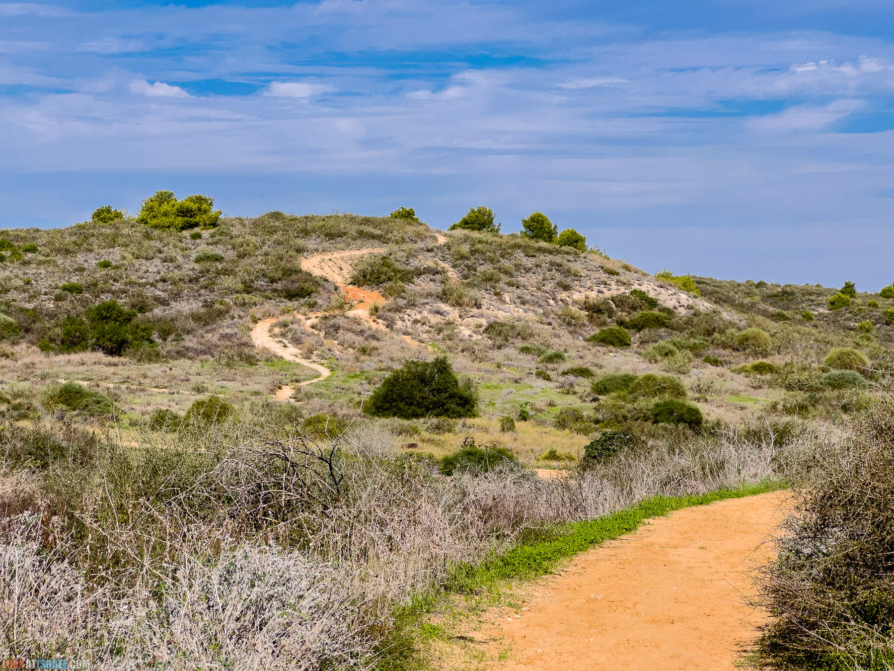 Прогулки с собакой в Израиле - холмы Нес Циона