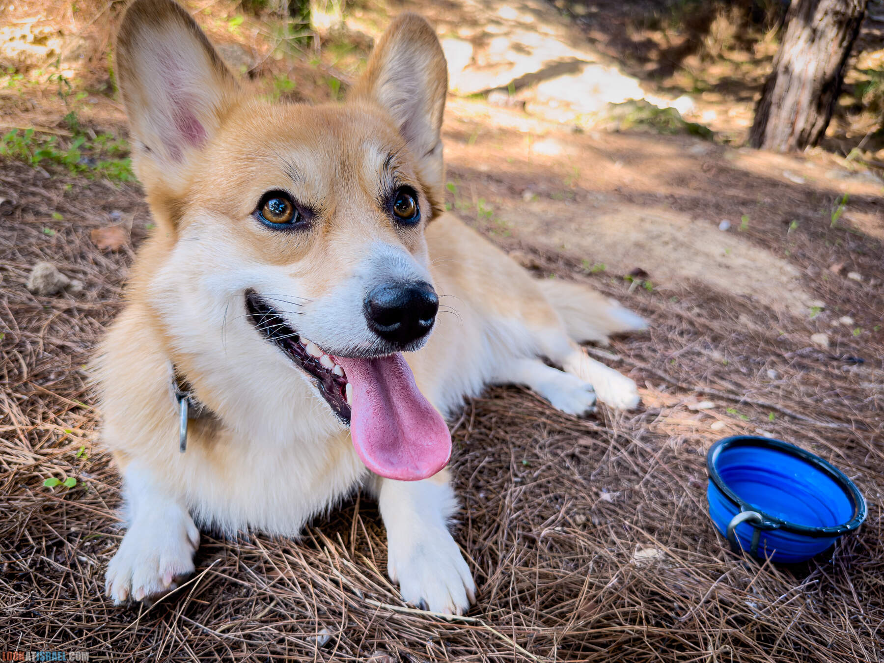 Прогулки с собакой в Израиле - холмы Нес Циона