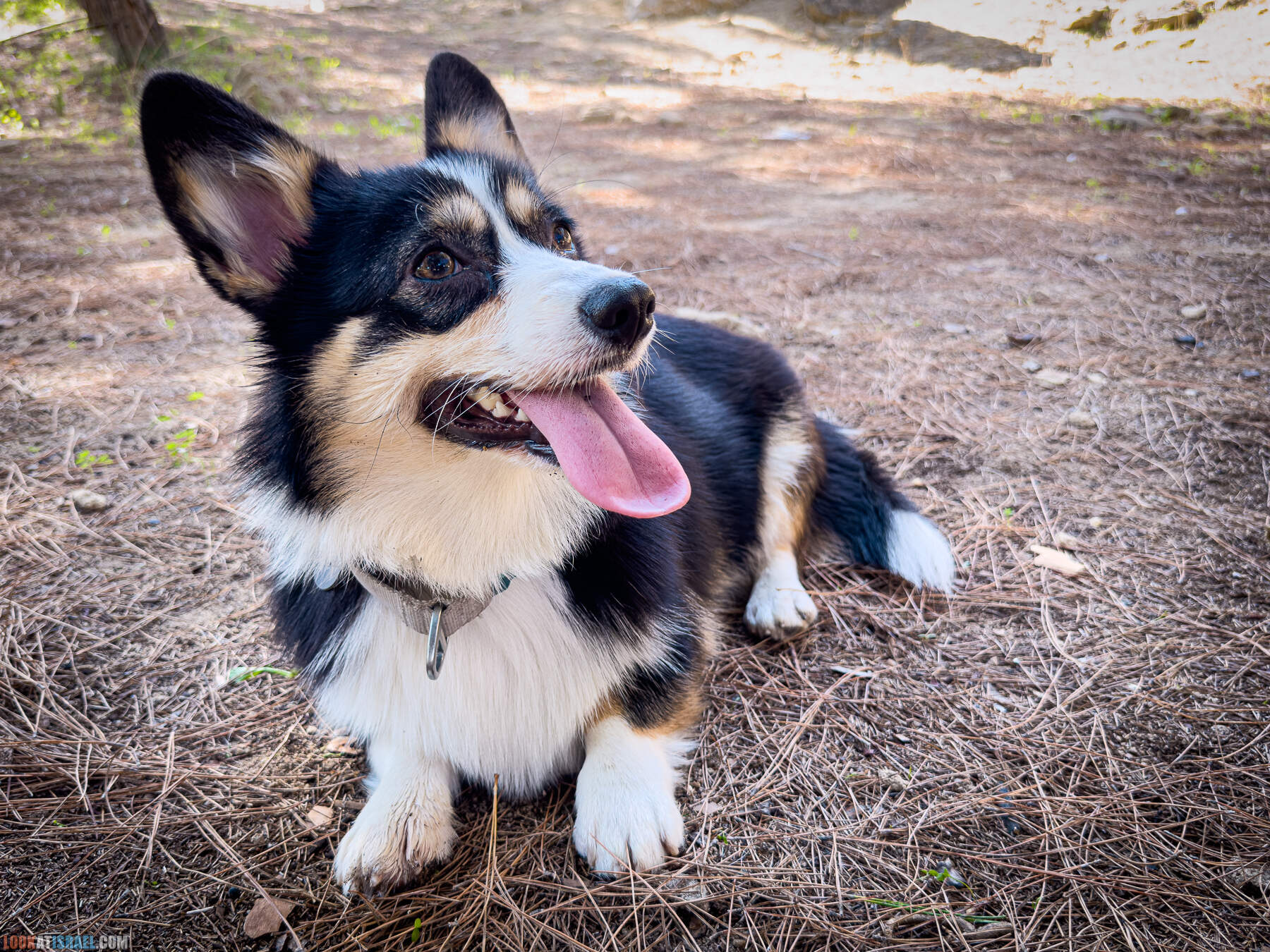 Прогулки с собакой в Израиле - холмы Нес Циона