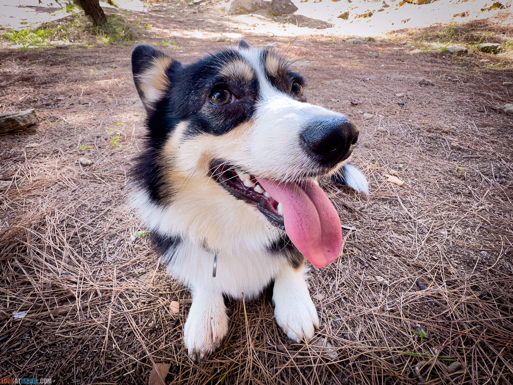 Прогулки с собакой в Израиле - холмы Нес Циона
