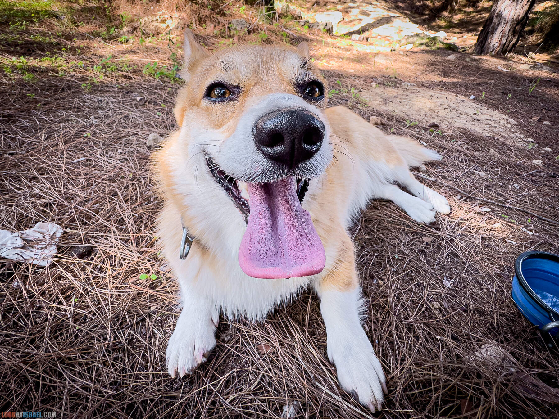 Прогулки с собакой в Израиле - холмы Нес Циона
