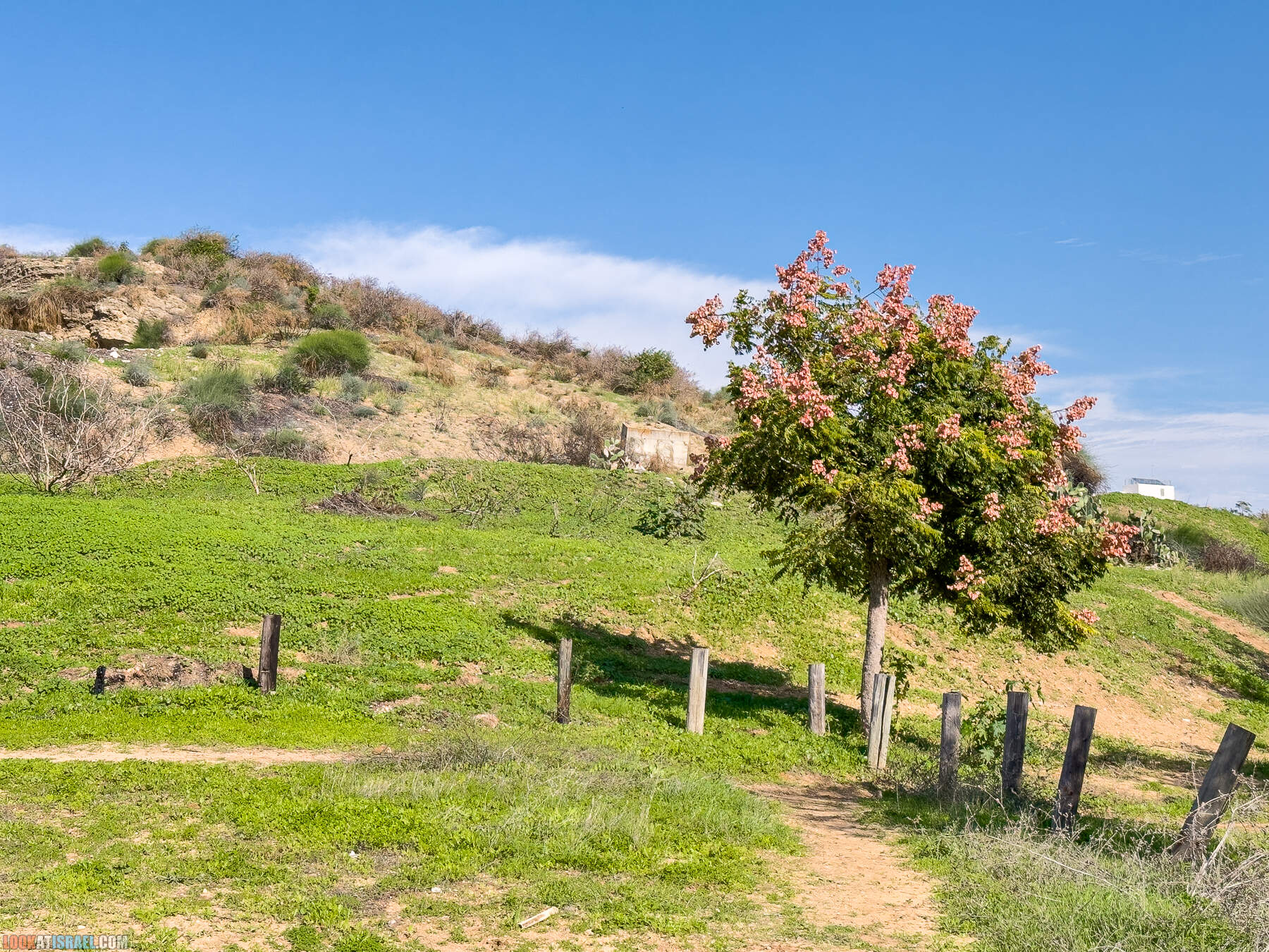 Прогулки с собакой в Израиле - холмы Нес Циона