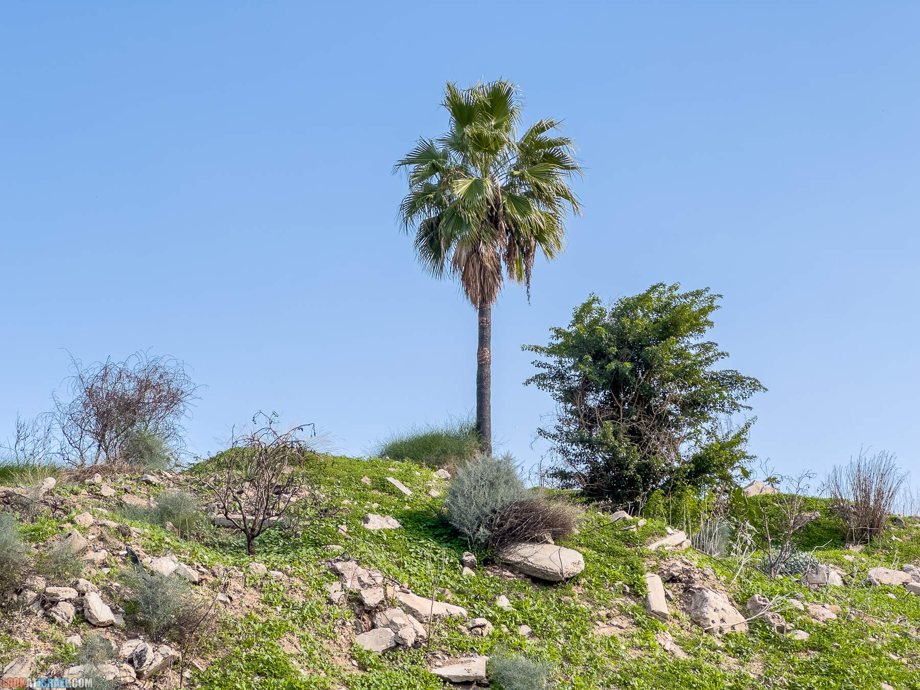Прогулки с собакой в Израиле - холмы Нес Циона