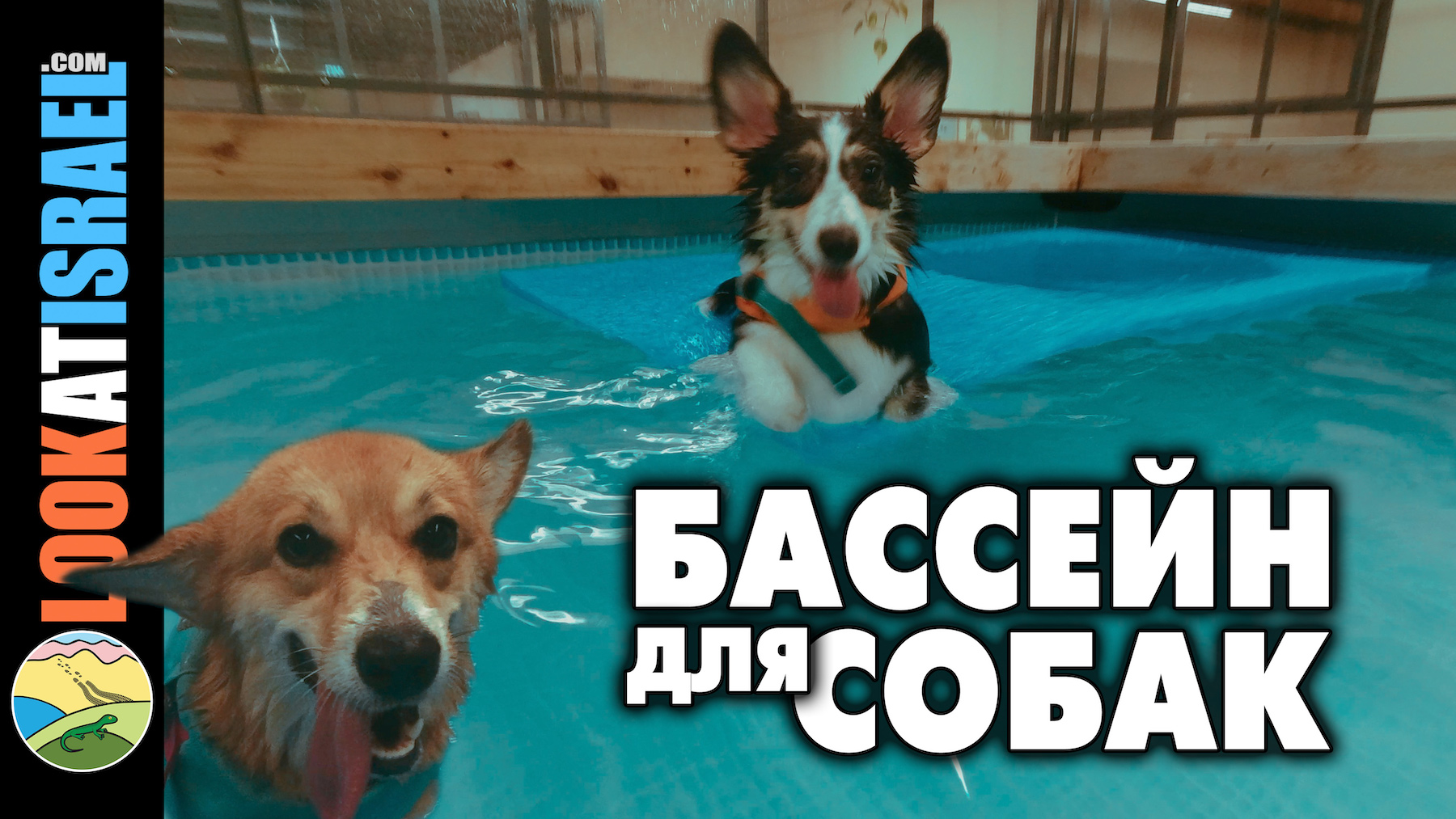 Бассейн для собак в Кфар Труман