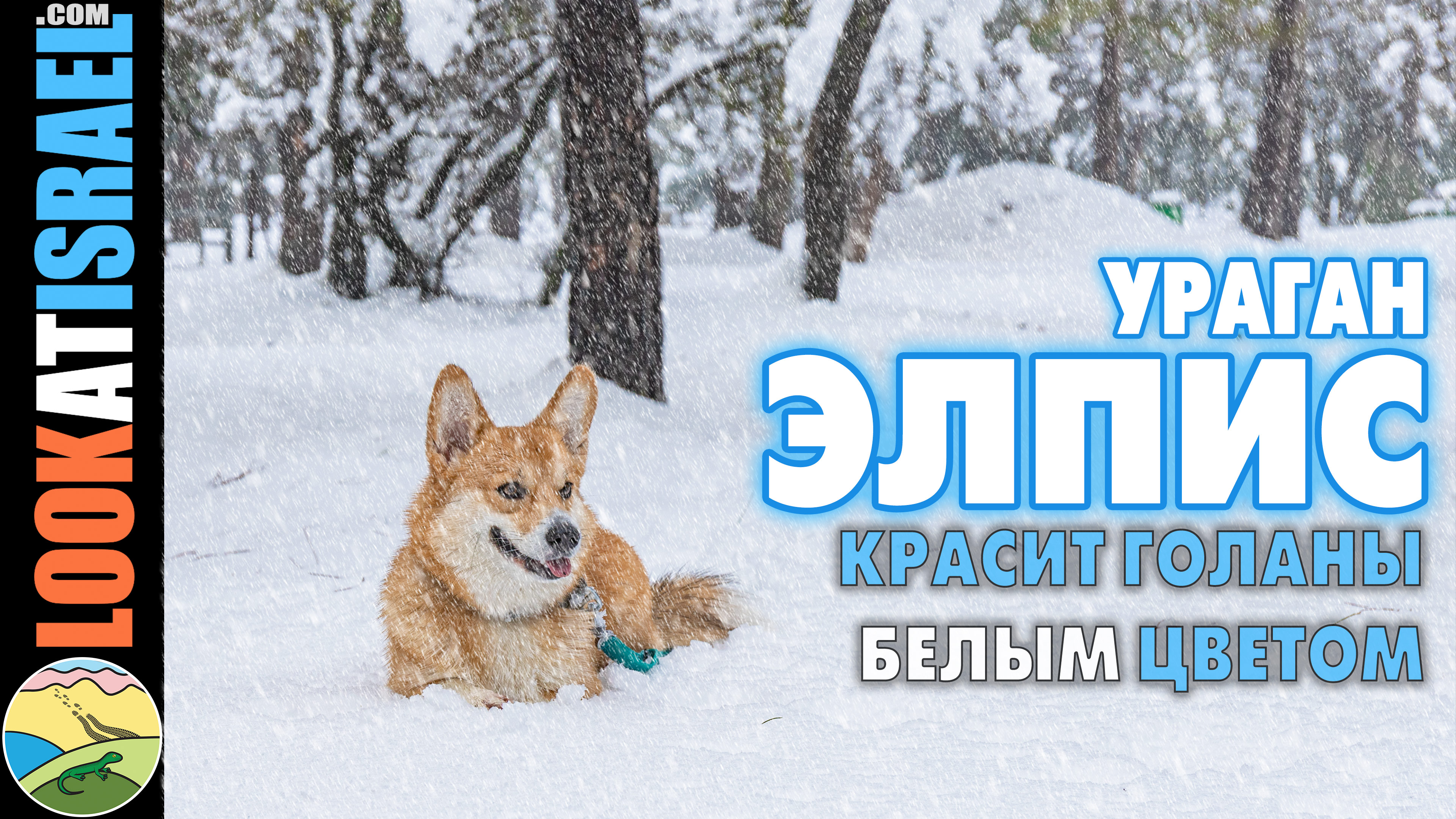 Elpis Golan heights snow - Элпис и снег на Голнаских высотах