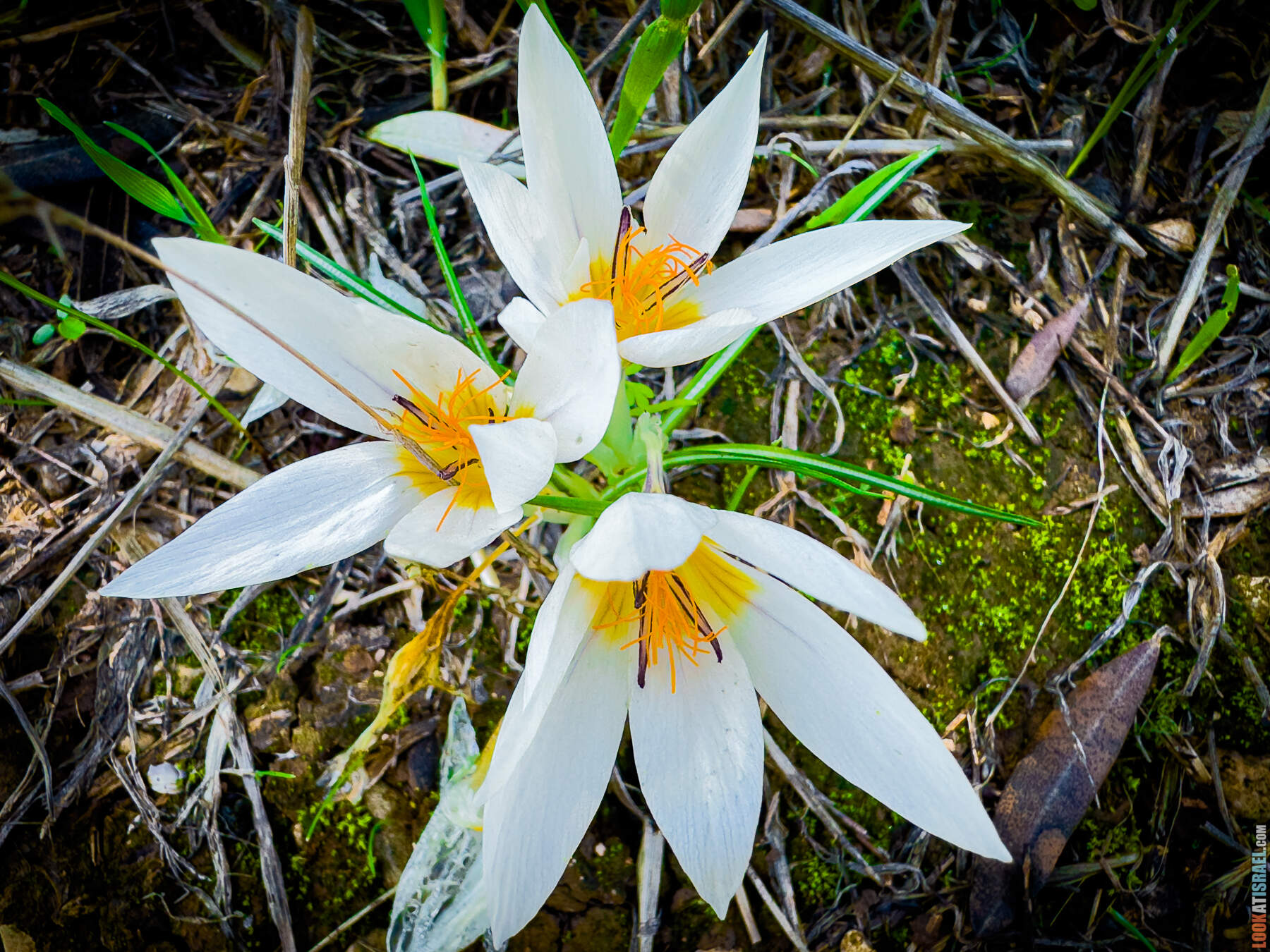 Цветение крокусов в Израиле