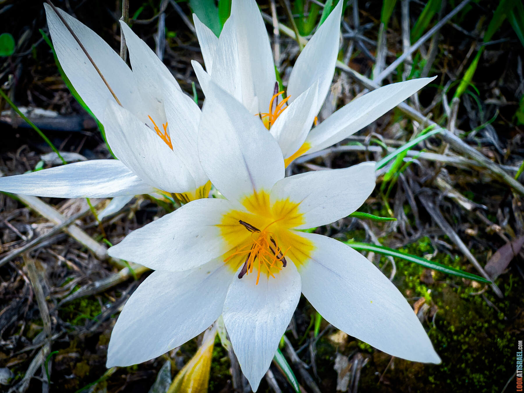 Цветение крокусов в Израиле