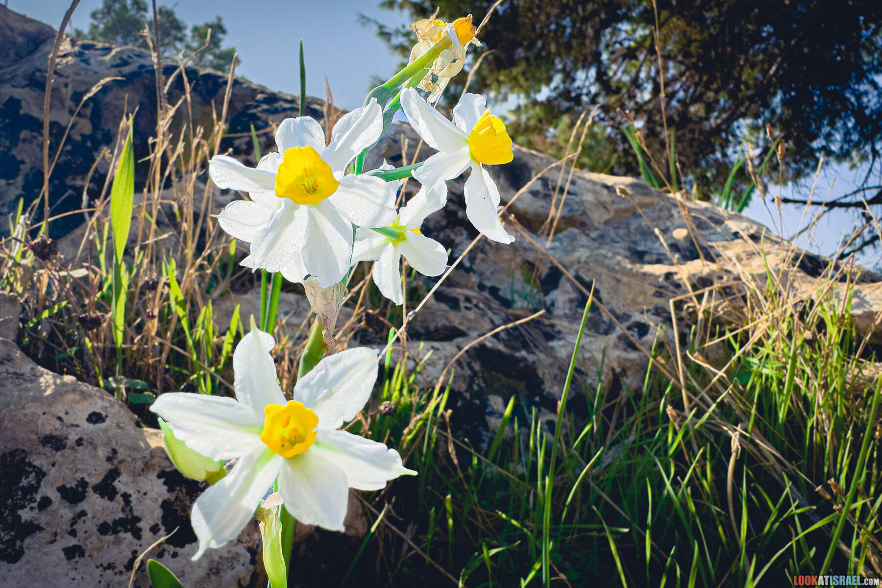 Нарциссы в лесу Кола