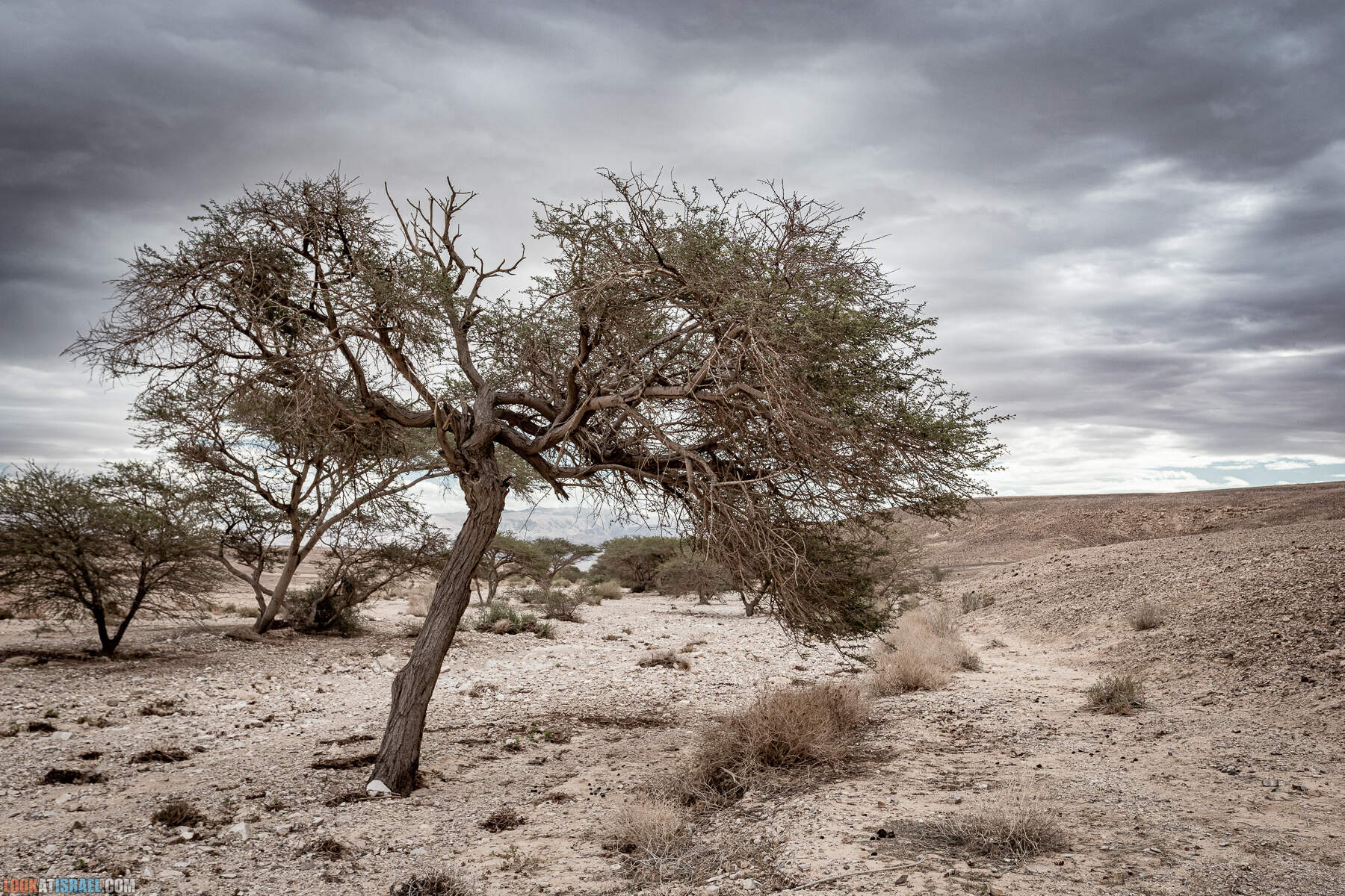 Поход к Малому махтешу по руслам ручьев Хацера, Цнин и Цин