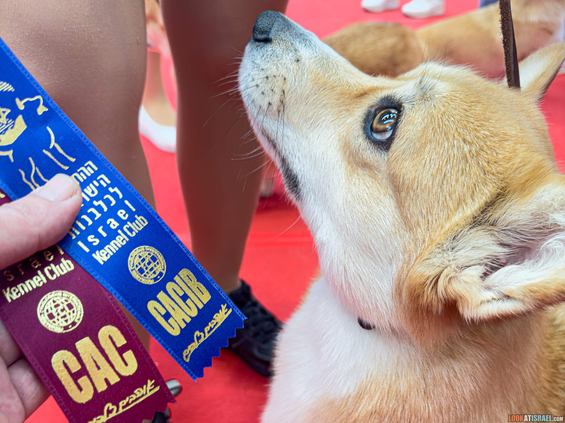 Международная выставка собак, Холон, Израиль