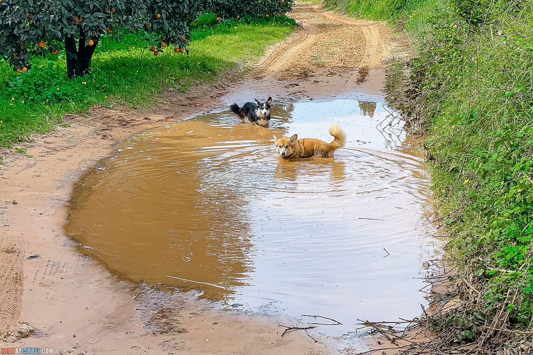 Вельш корги пемброк Иви и Кая и ирис аргаман в Израиле