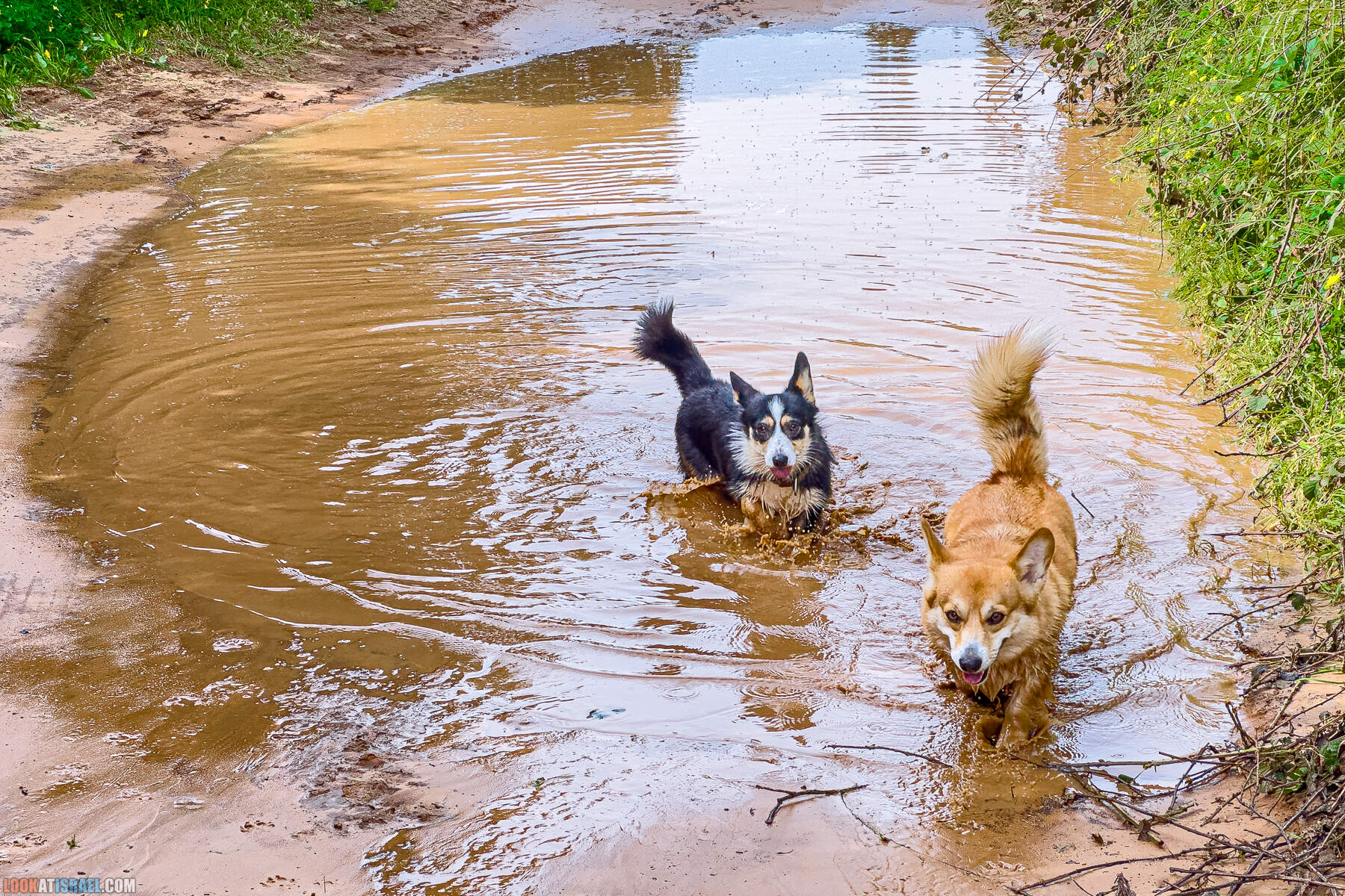 Вельш корги пемброк Иви и Кая и ирис аргаман в Израиле