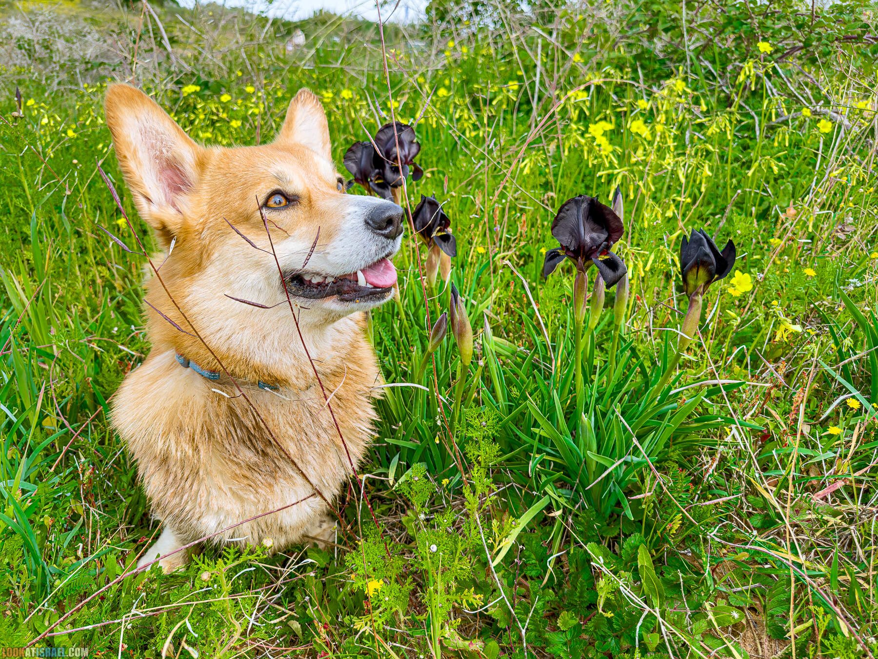 Вельш корги пемброк Иви и Кая и ирис аргаман в Израиле